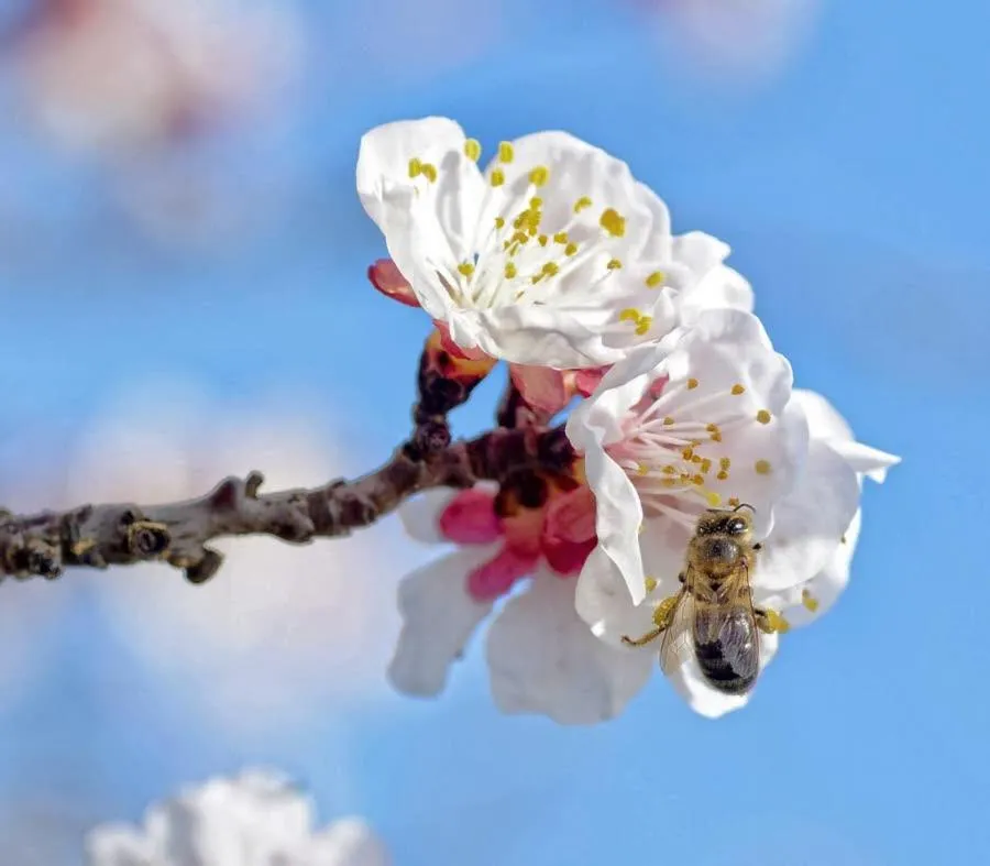Garden view in "Le Pigeonnier" chambre d'hôte