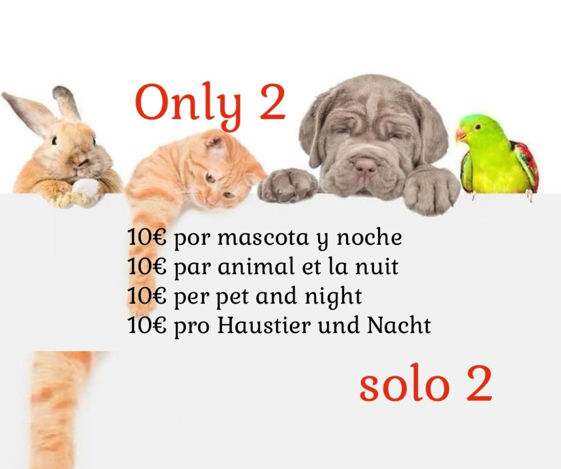 Animals in Apartamentos Giuliano