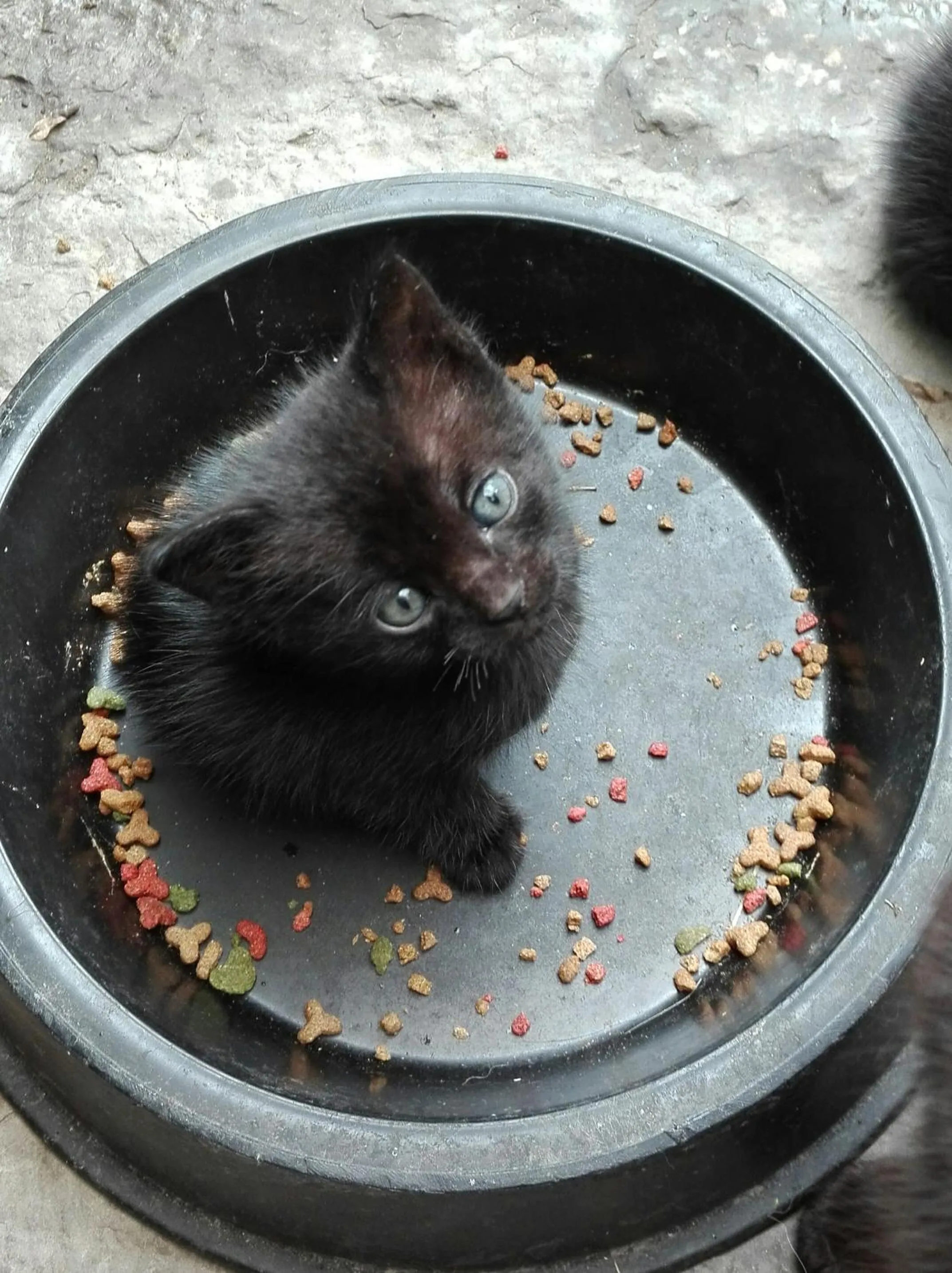 Pets in B&B da Miriam