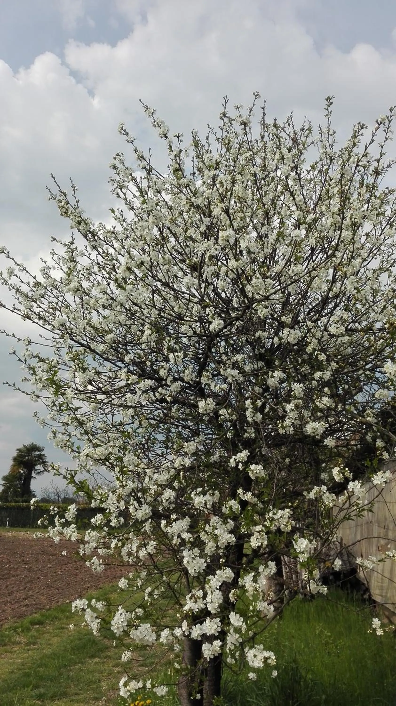 Garden view in B&B da Miriam