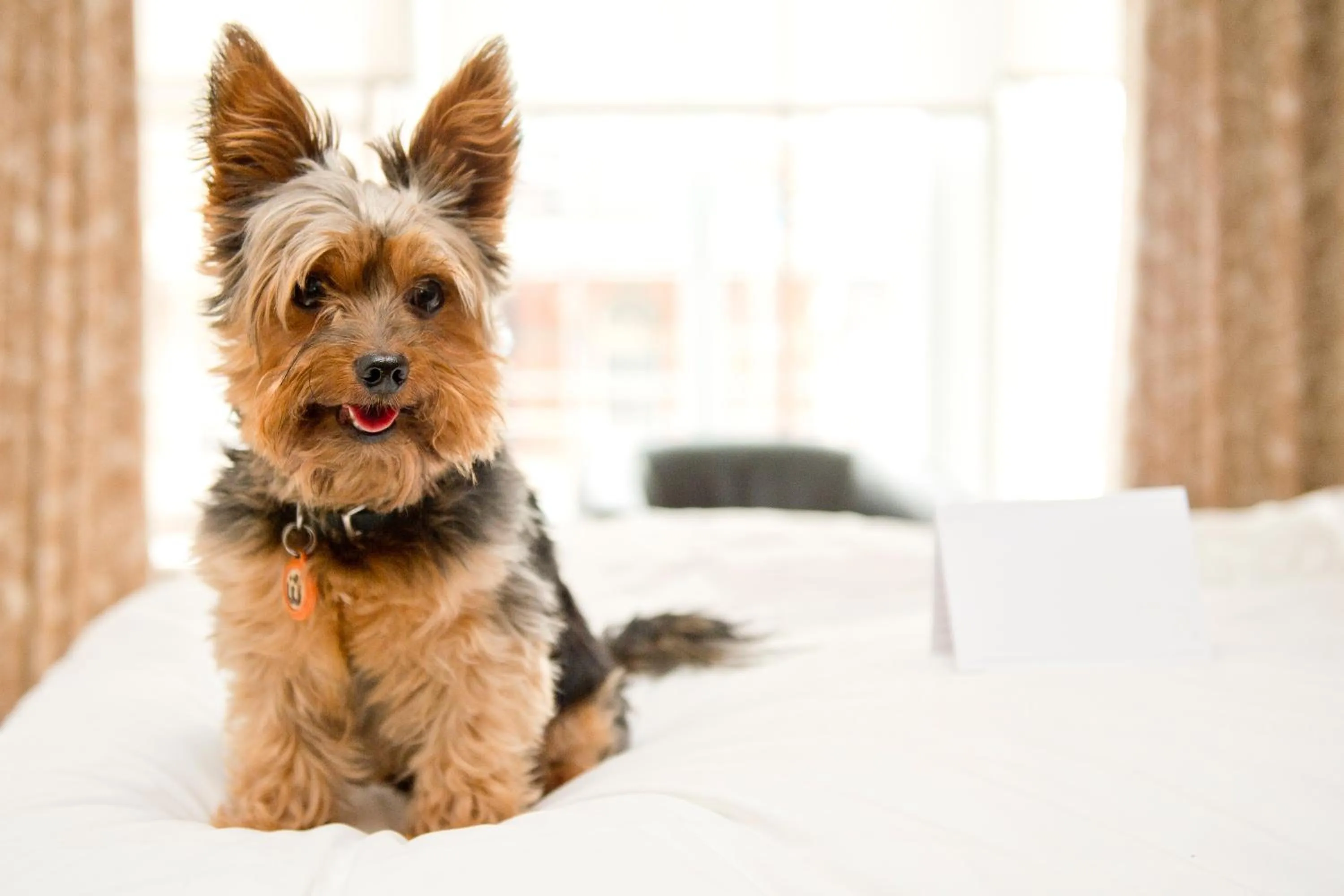 Pets in Hope Street Hotel