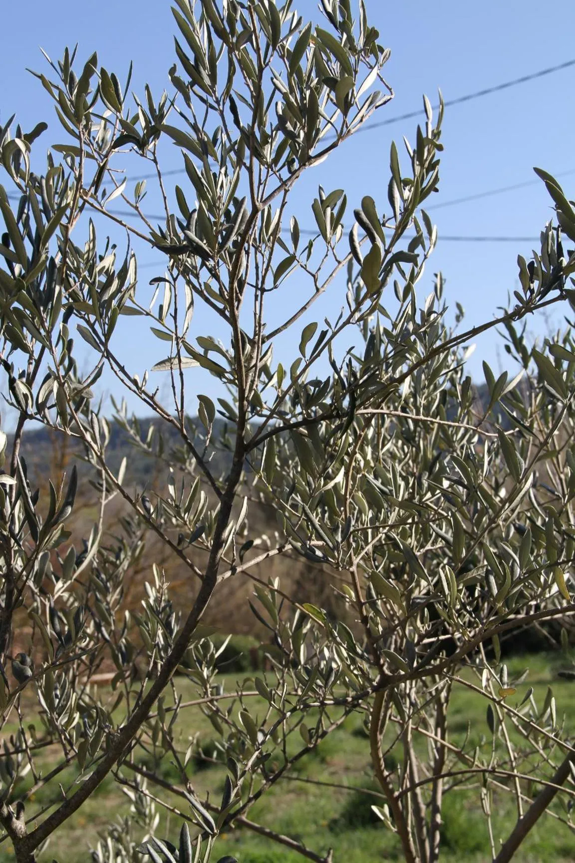 Garden in Les Vingalières