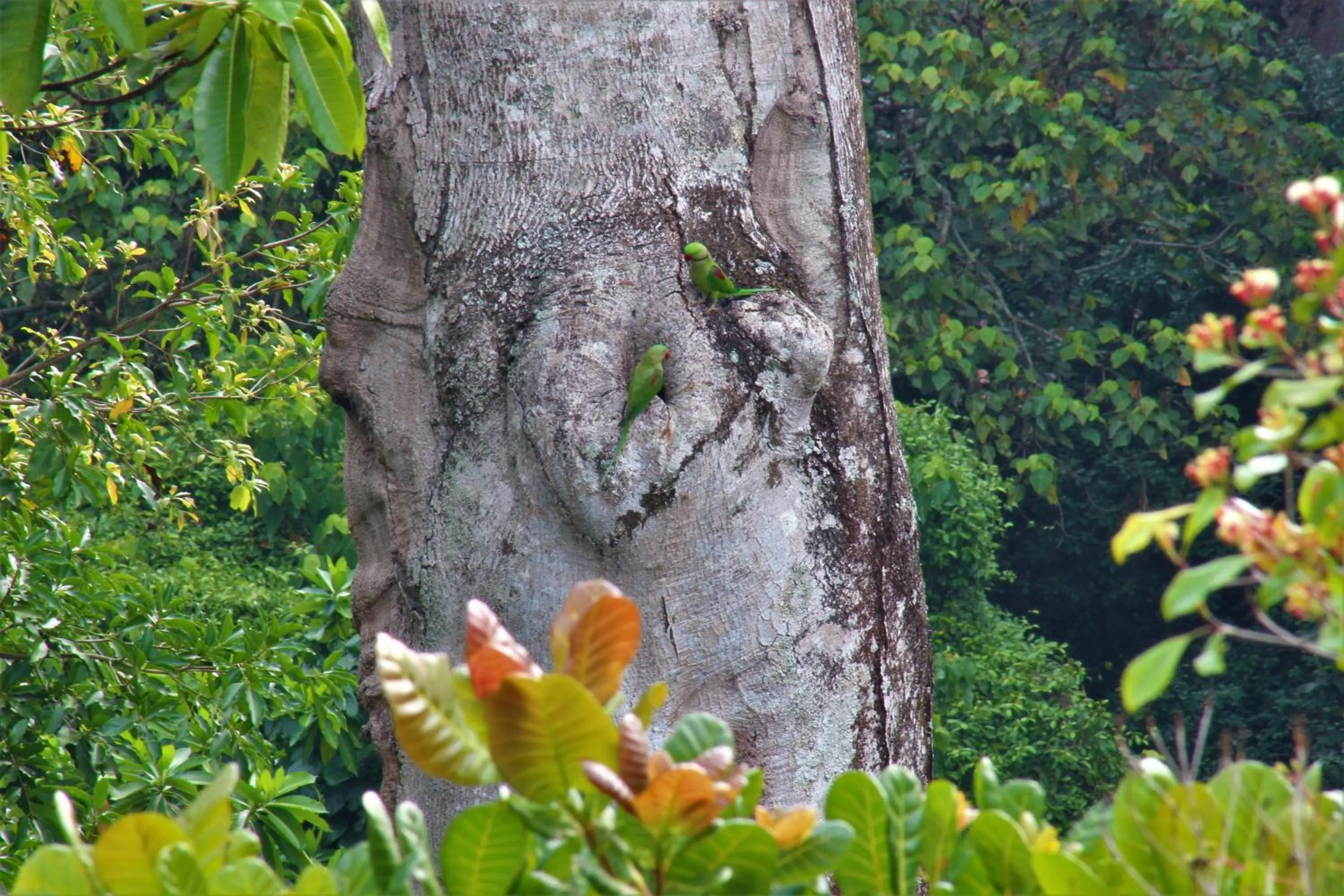 View (from property/room) in e-stay Hanthana Kandy