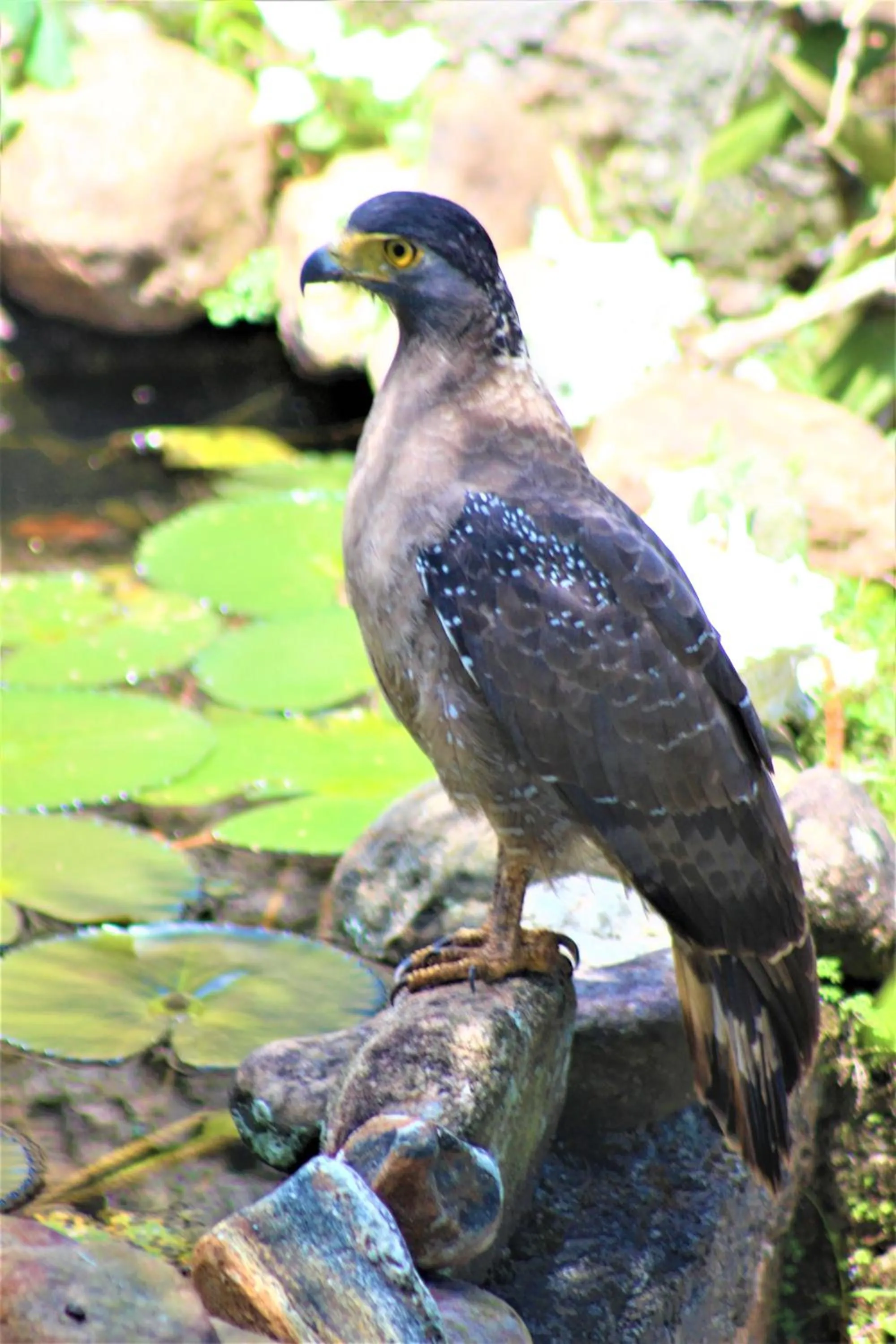 Animals in e-stay Hanthana Kandy