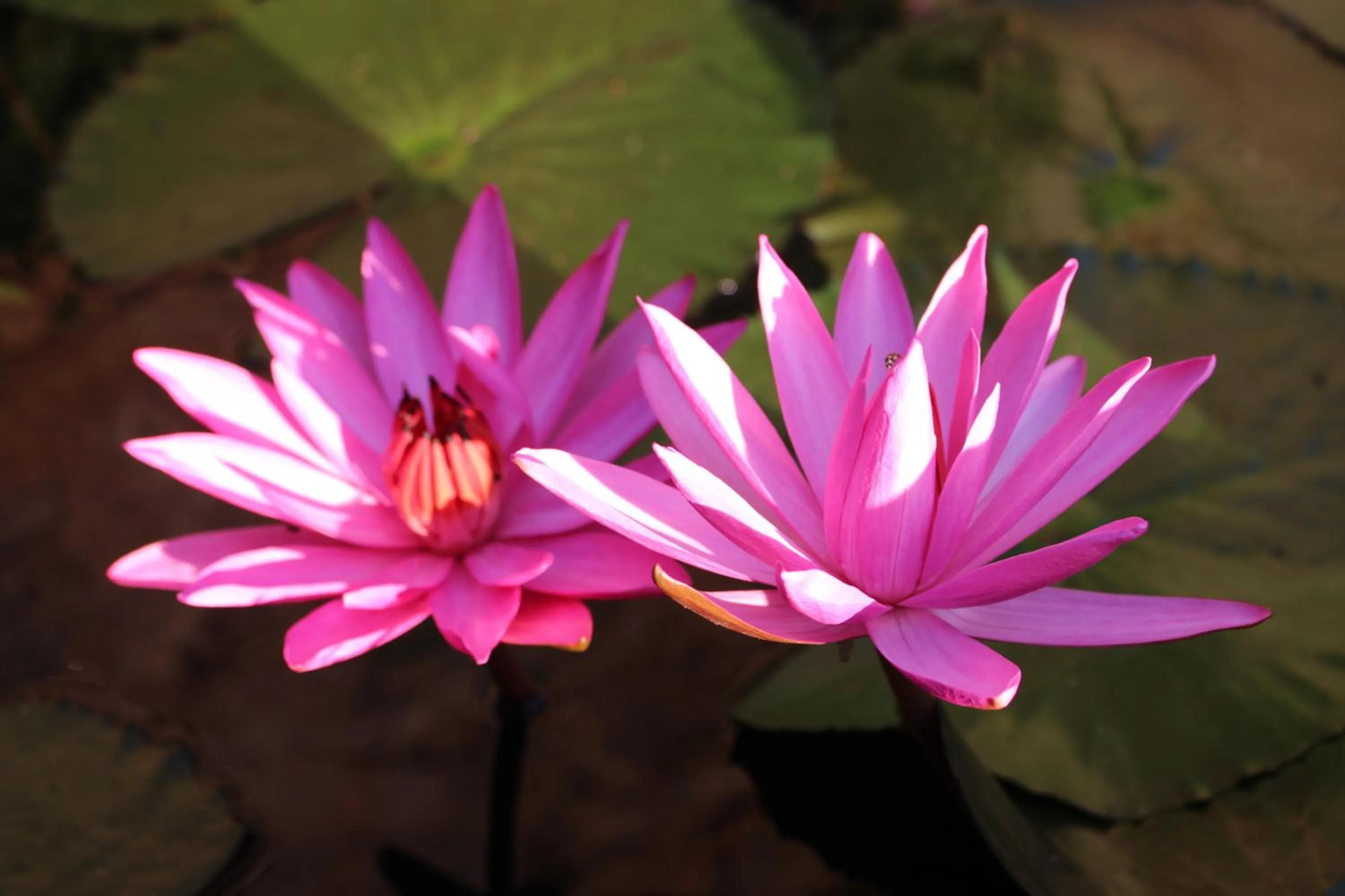 Other in e-stay Hanthana Kandy