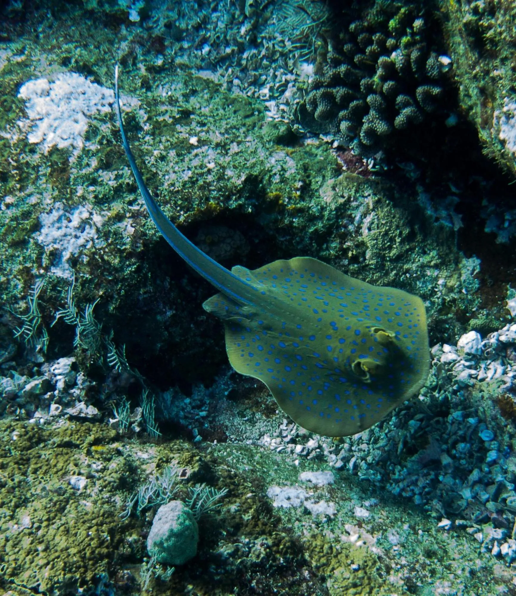 Snorkeling in Batu Ampar Menjangan