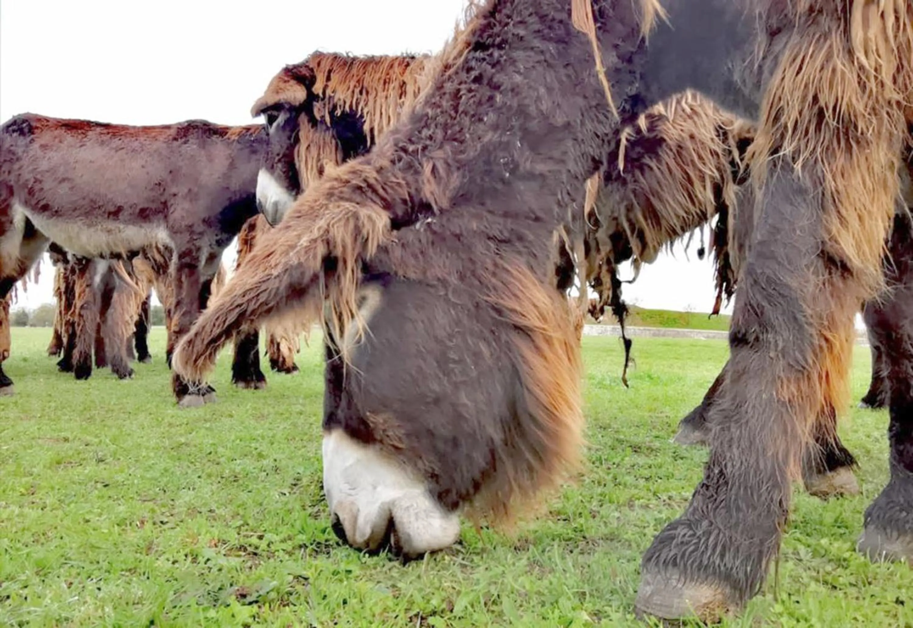 Animals in Le Clos Saint-Martin Hôtel & Spa