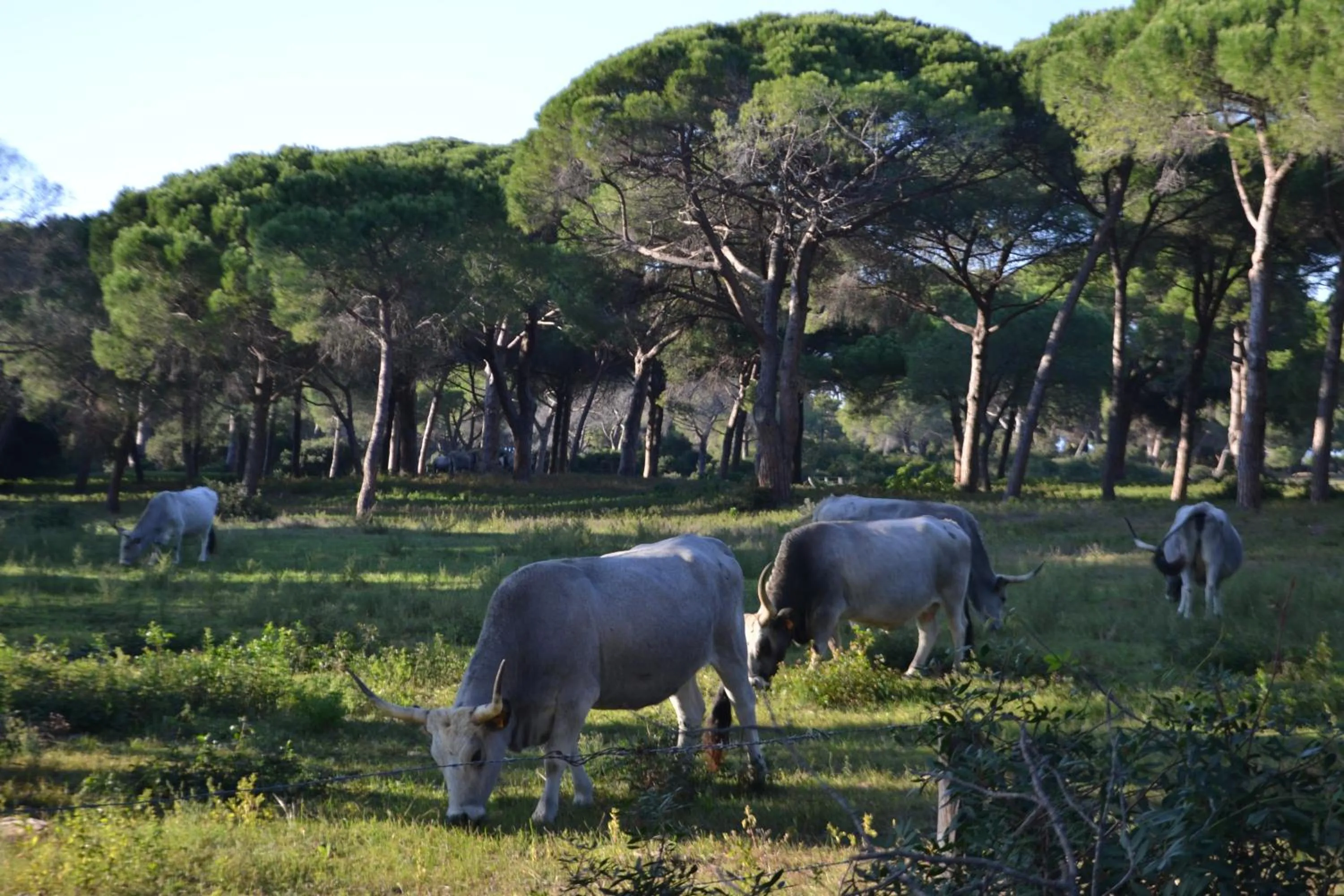 Activities in Relais Ciavatta Country Hotel