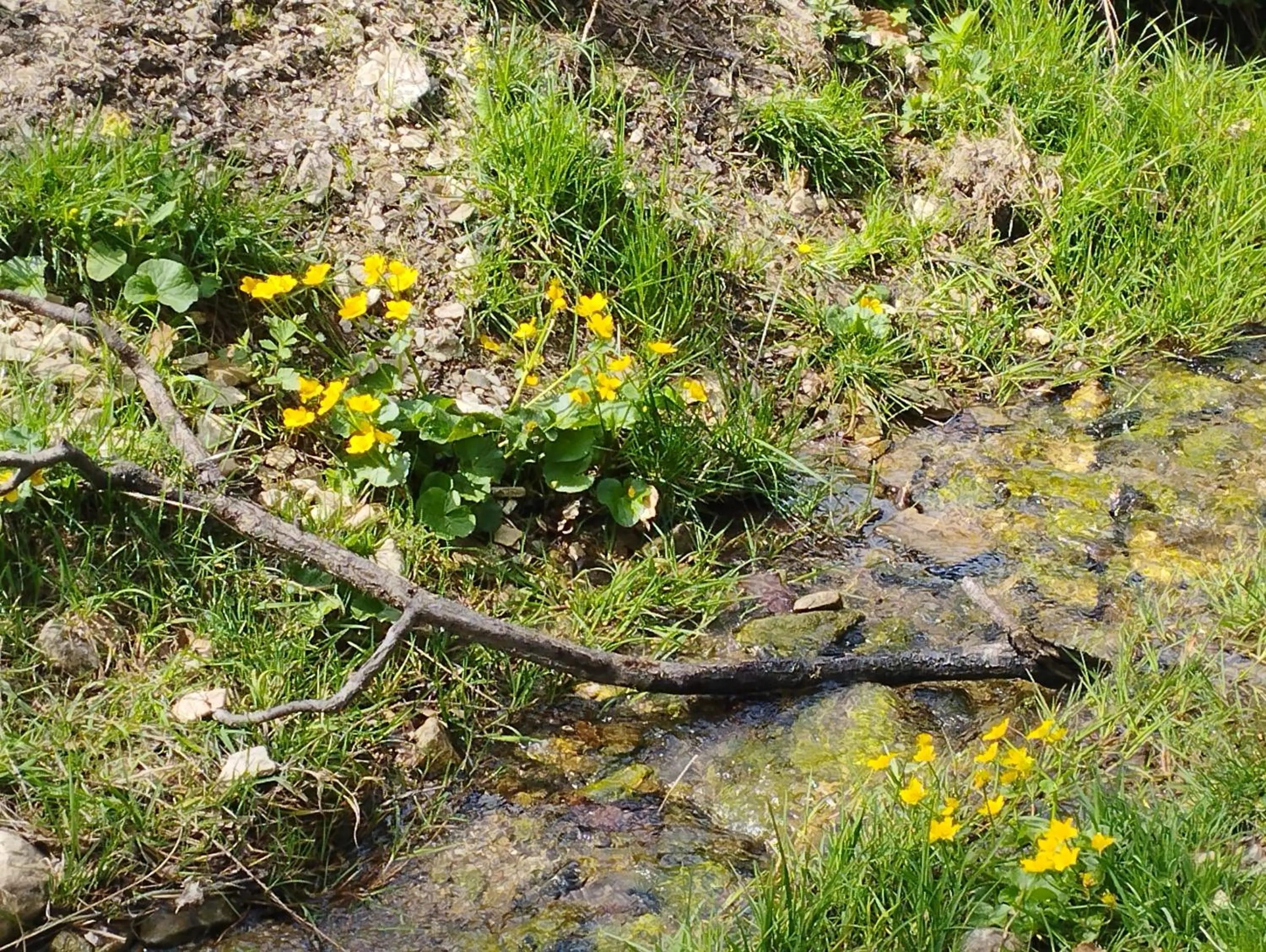 Spring in Apartament JBF Homole