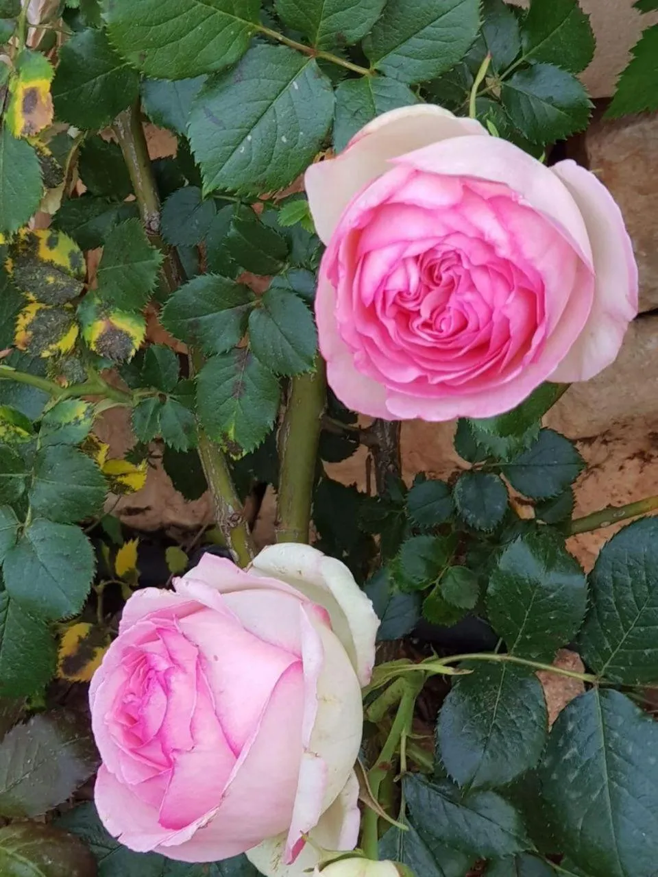 Property building in Dimora San Quirico - bed e breakfast - Cisternino