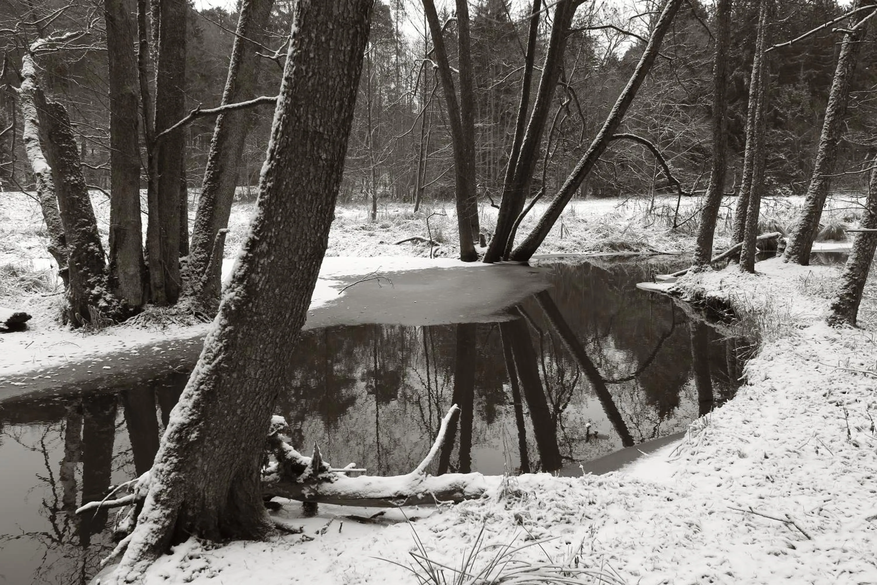 Natural landscape in Seegasthof Franz Bolz GBR