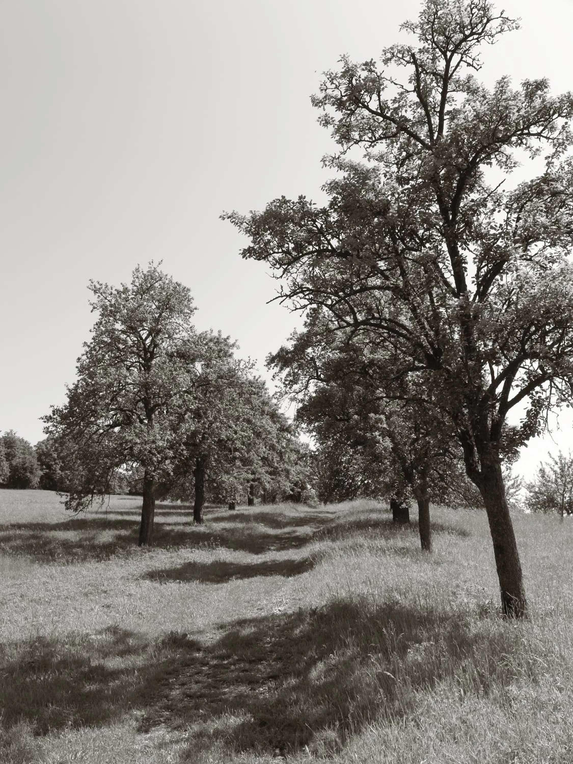 Natural landscape in Seegasthof Franz Bolz GBR