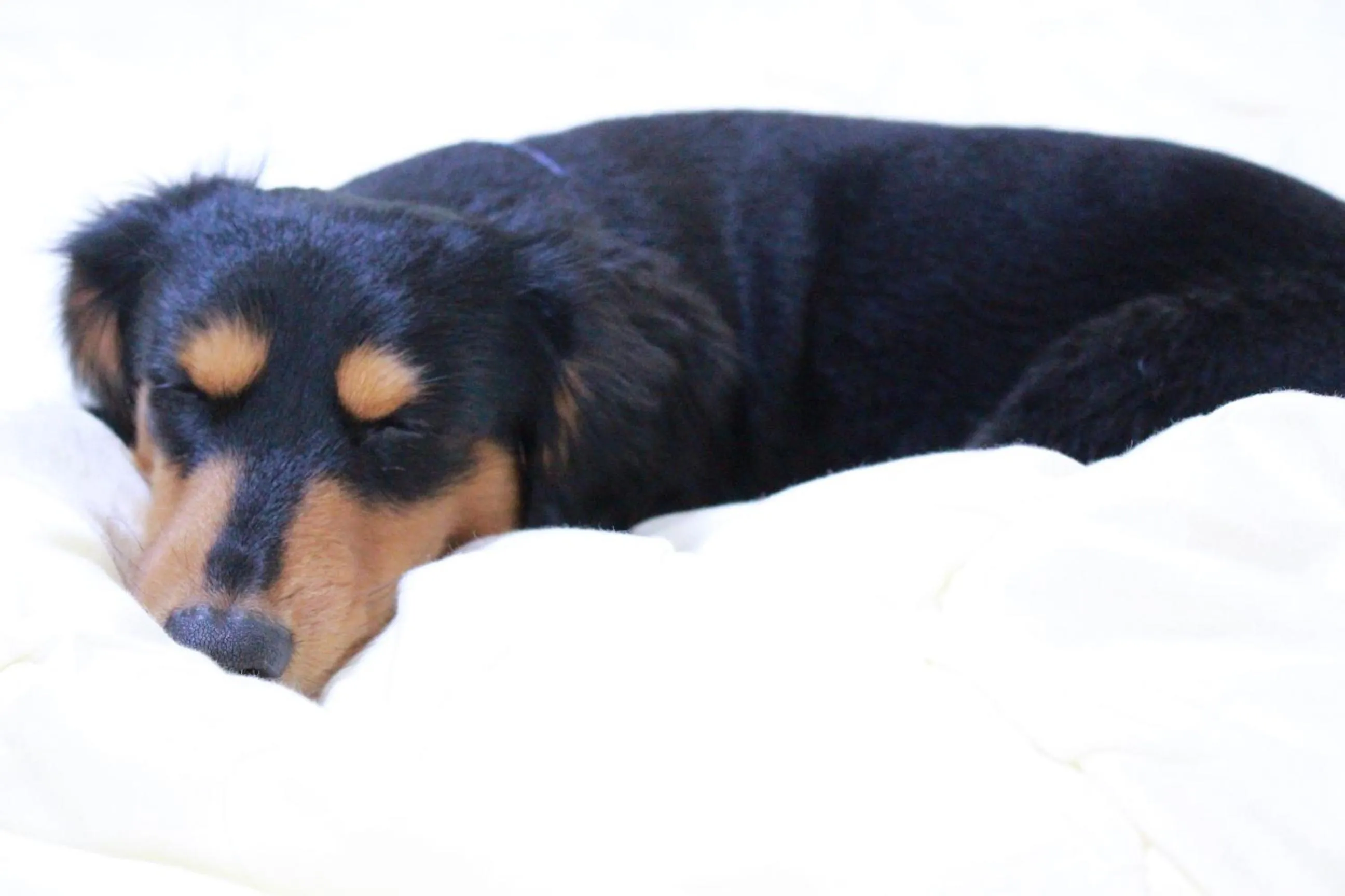 Pets in Nangoku Lodge Booya