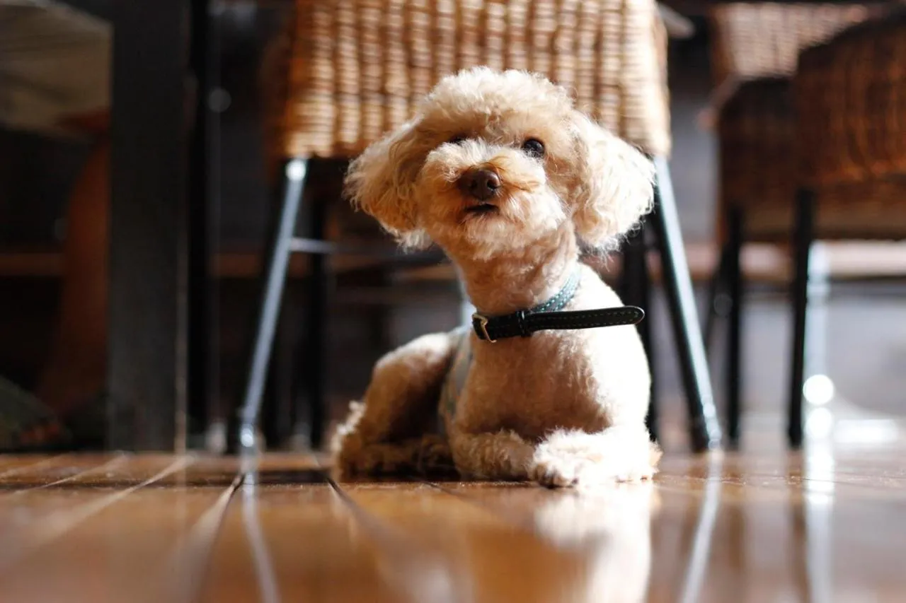 Animals in Nangoku Lodge Booya