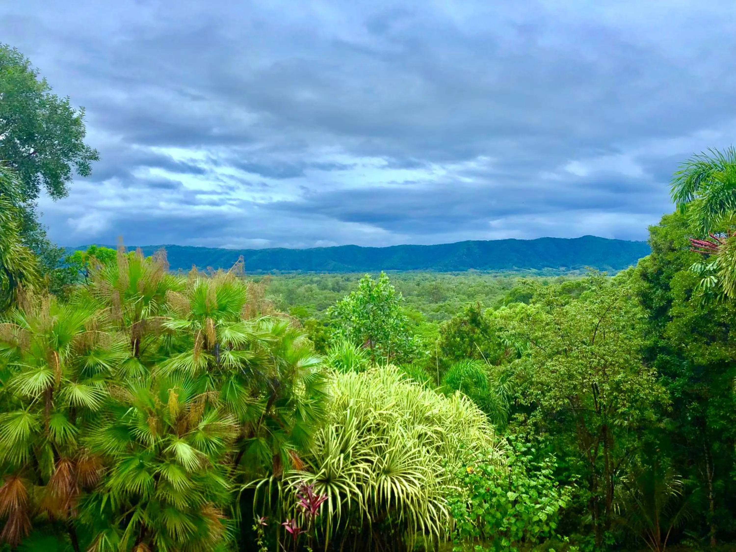 Garden view in Daintree Manor B&B
