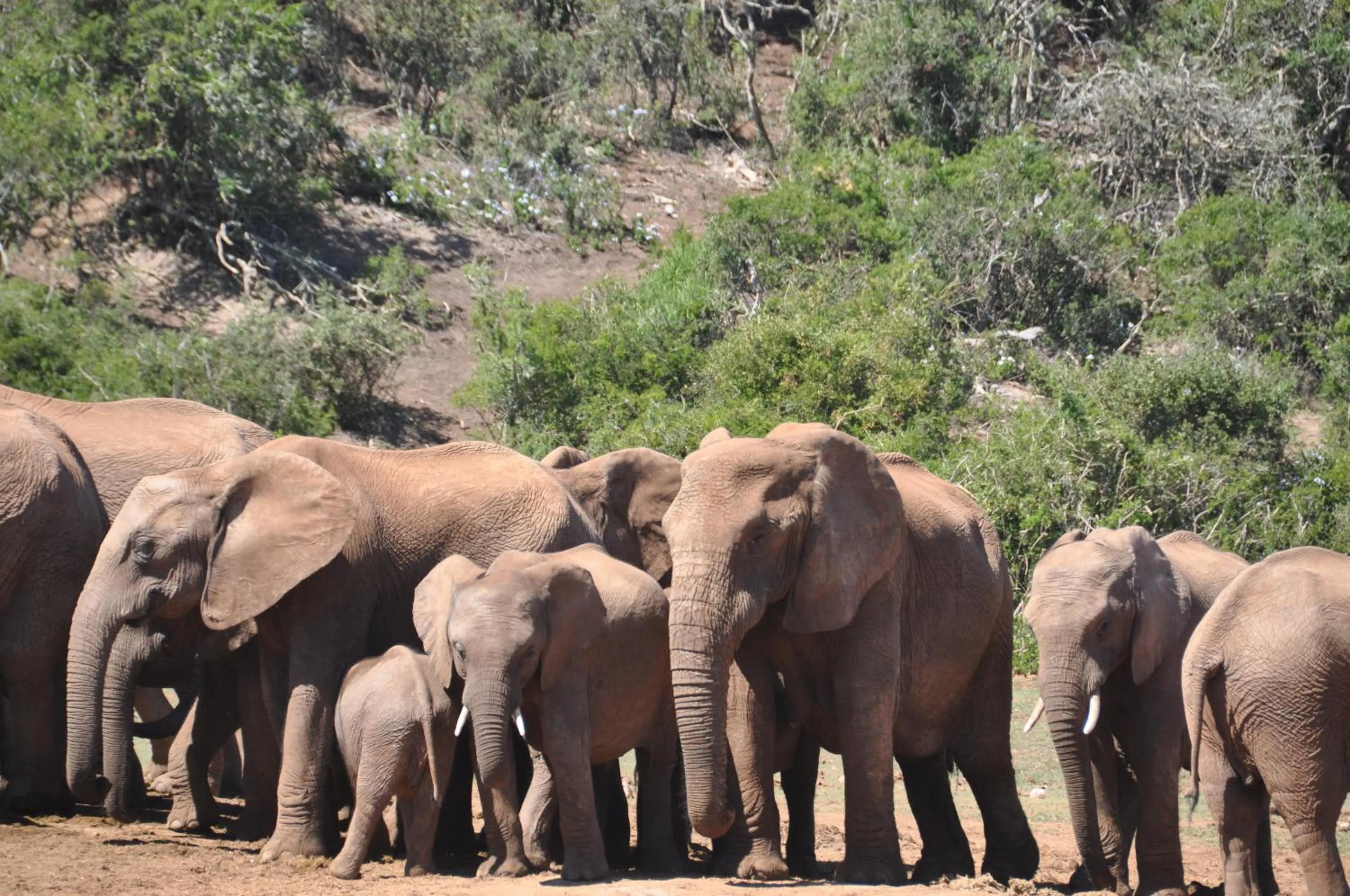 Animals in Stellenhof Country Estate
