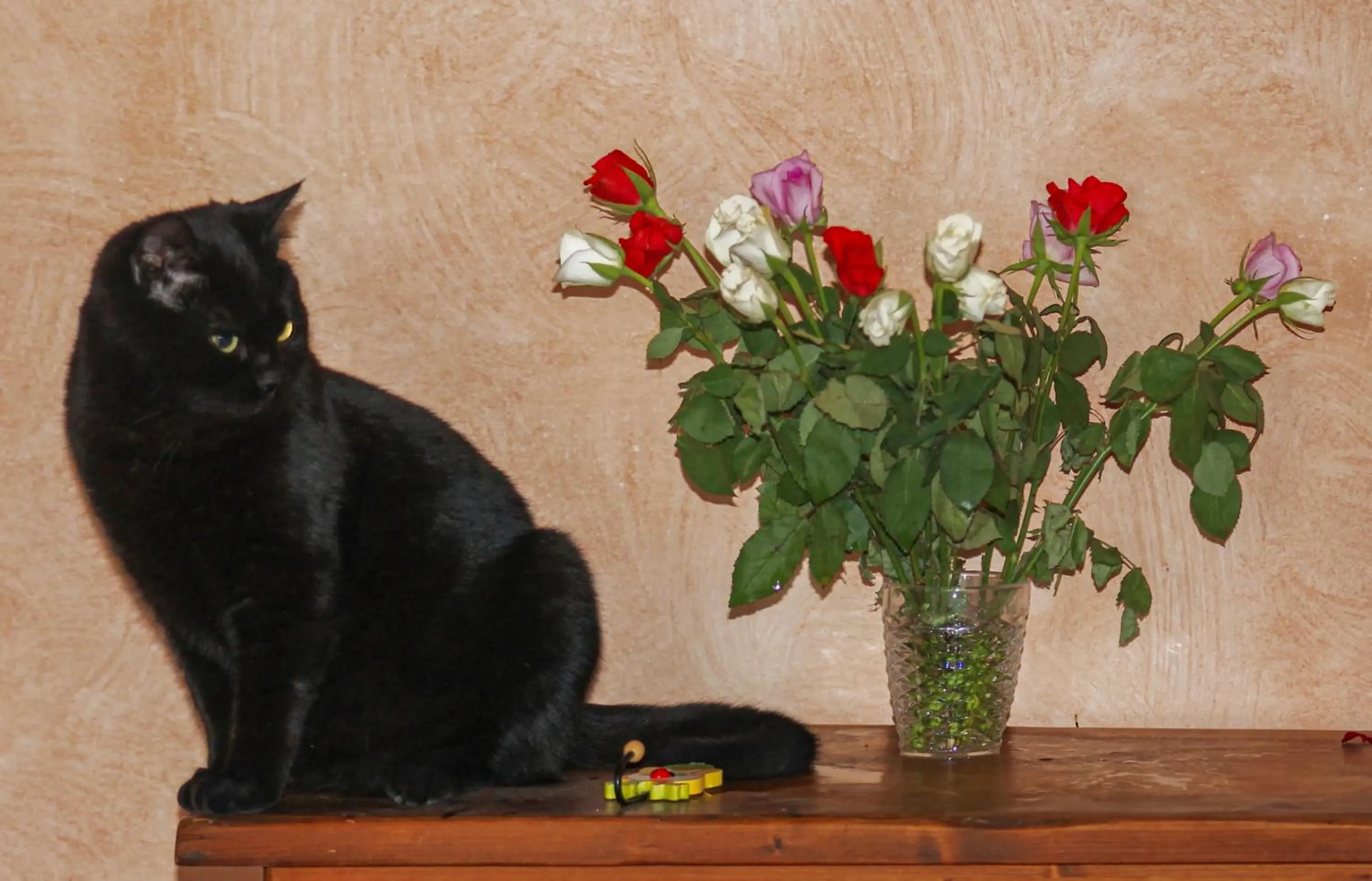 Pets in BB Gli Aristogatti