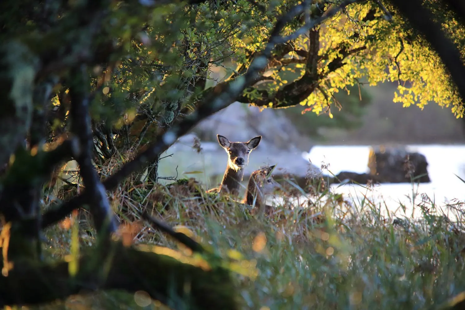 Animals in The Lake Hotel