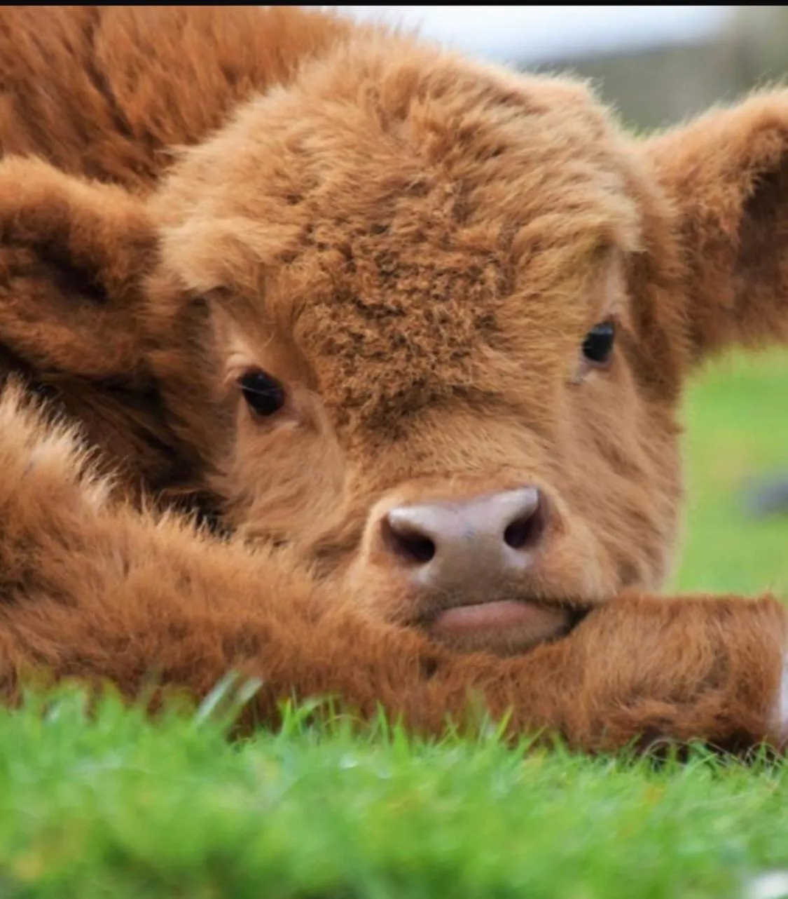 Animals in Doura Lodge