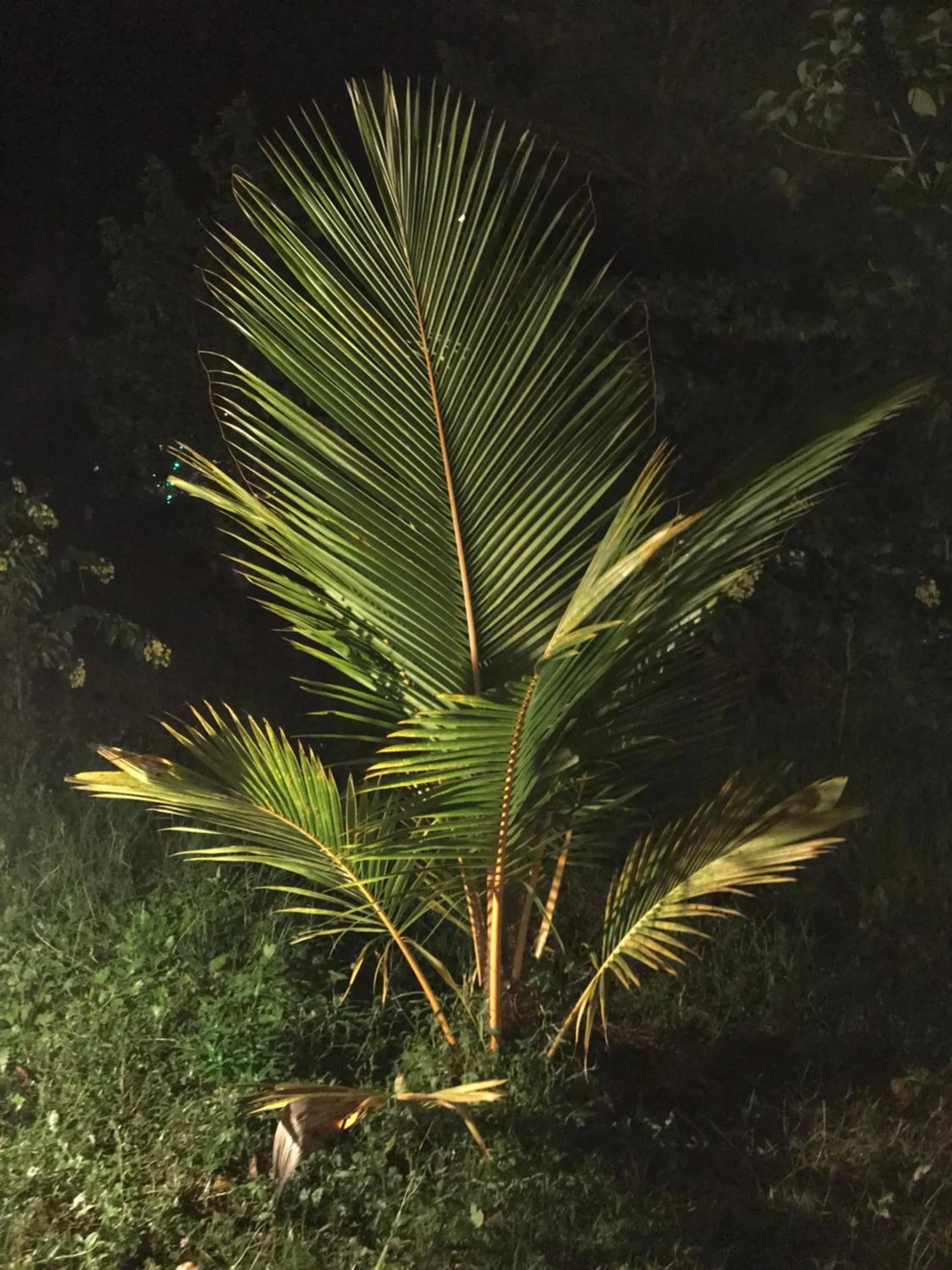 Night in Sunshine Resort & Spa Sigiriya