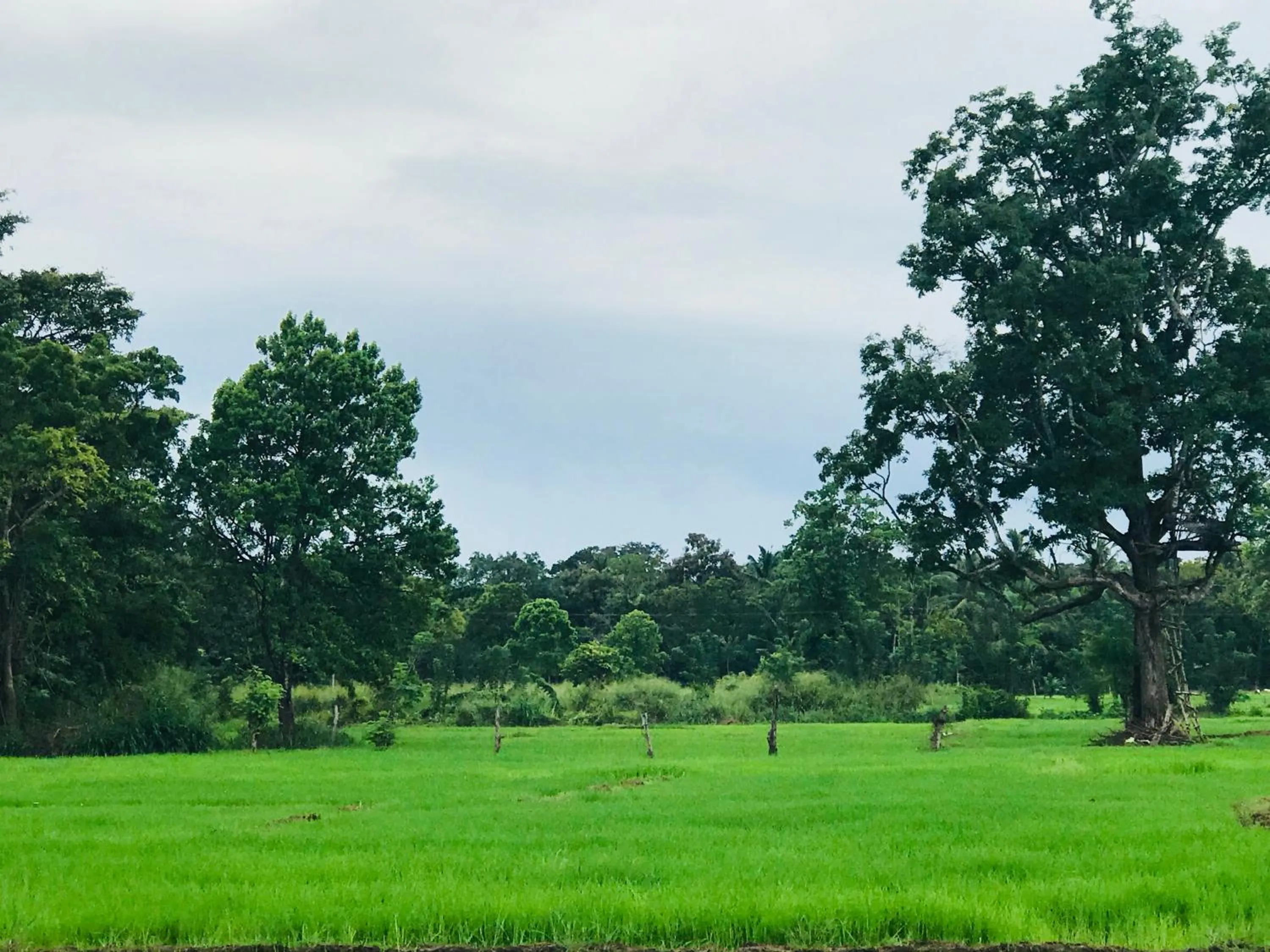 Natural landscape in Sunshine Resort & Spa Sigiriya
