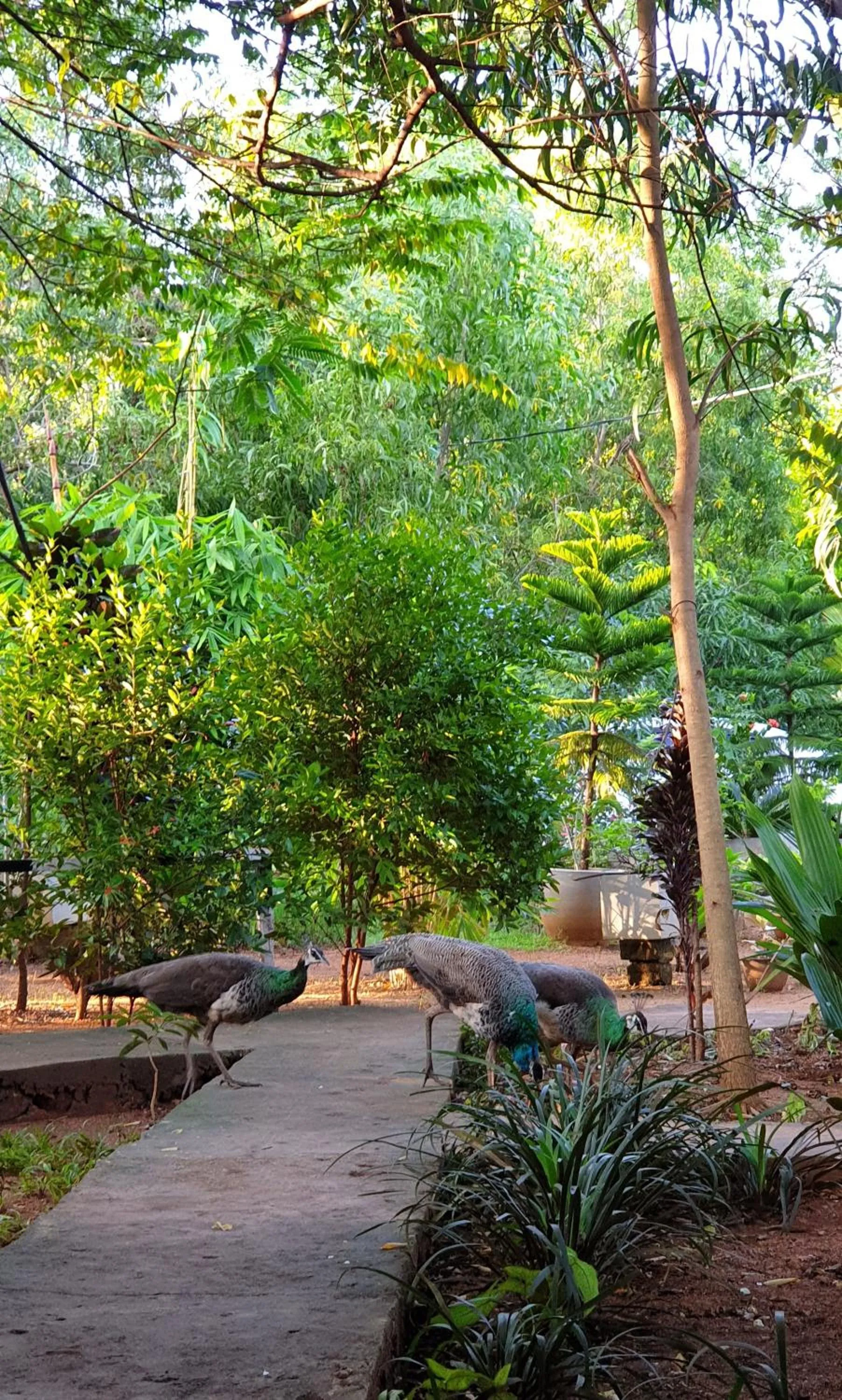 Natural landscape in Sunshine Resort & Spa Sigiriya