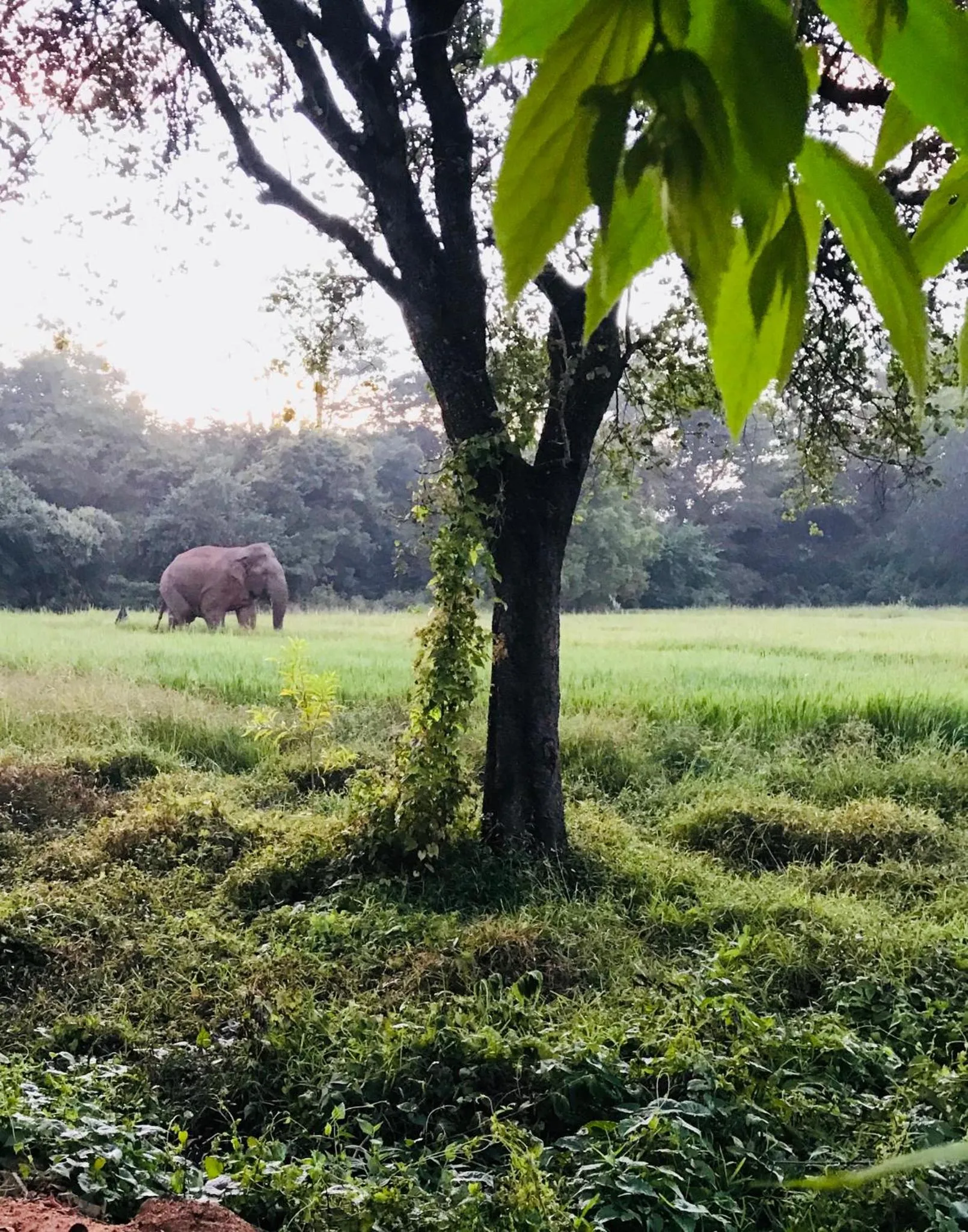 Animals in Sunshine Resort & Spa Sigiriya