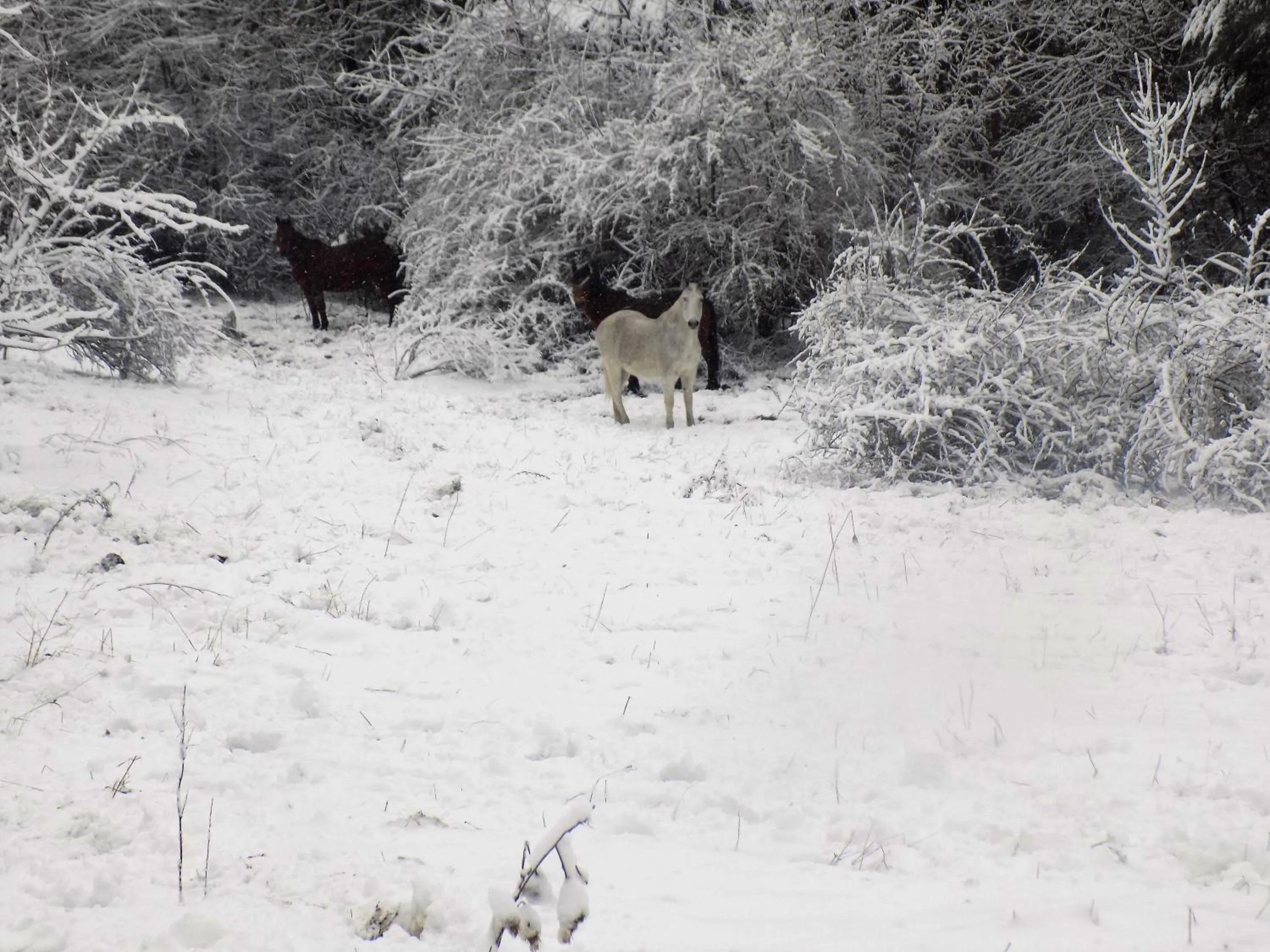 Winter in Can Gasparó HotelRural&Restaurant