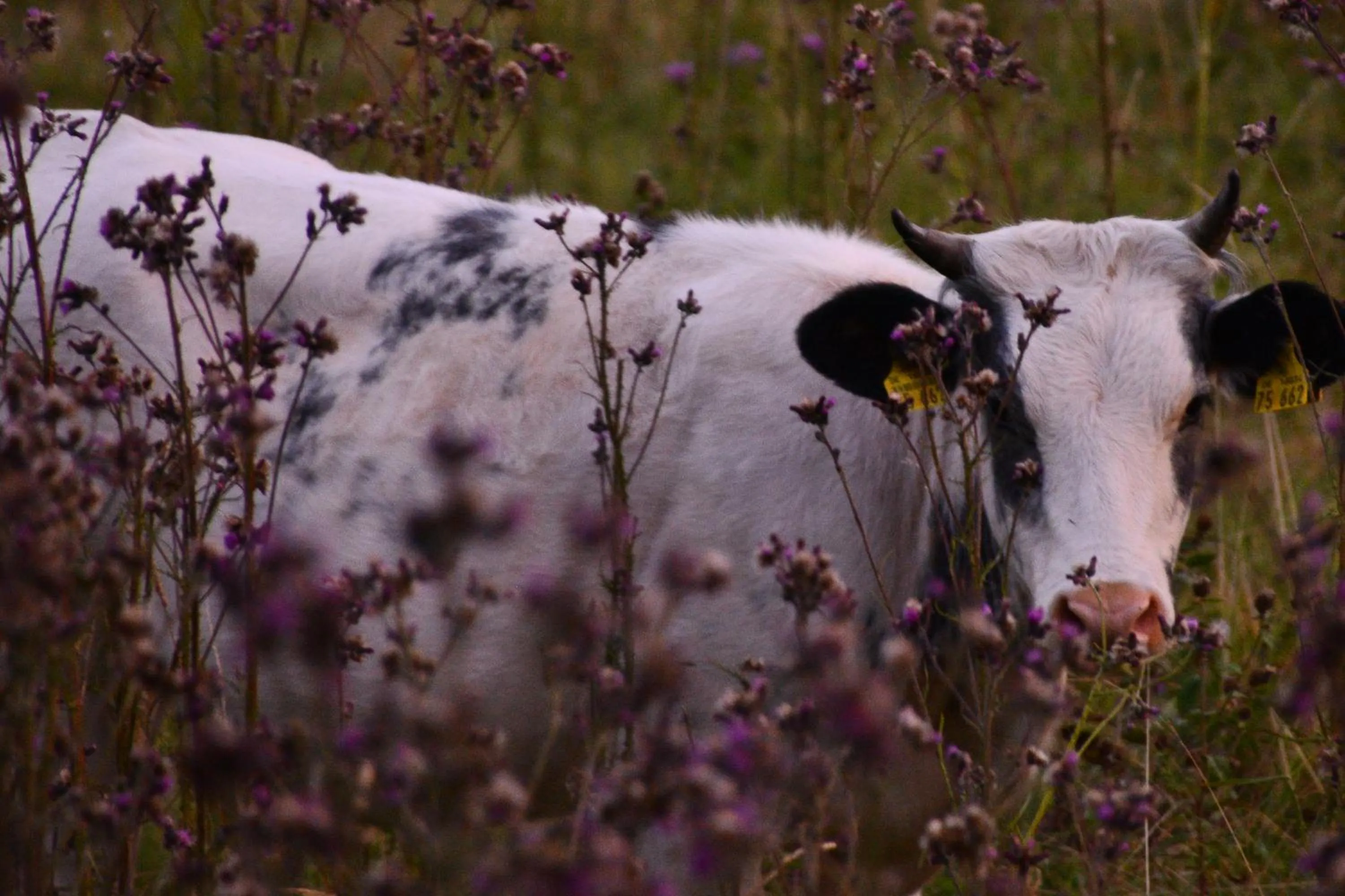 Appartements und Ferienhaus Gasthof Kanzlersgrund