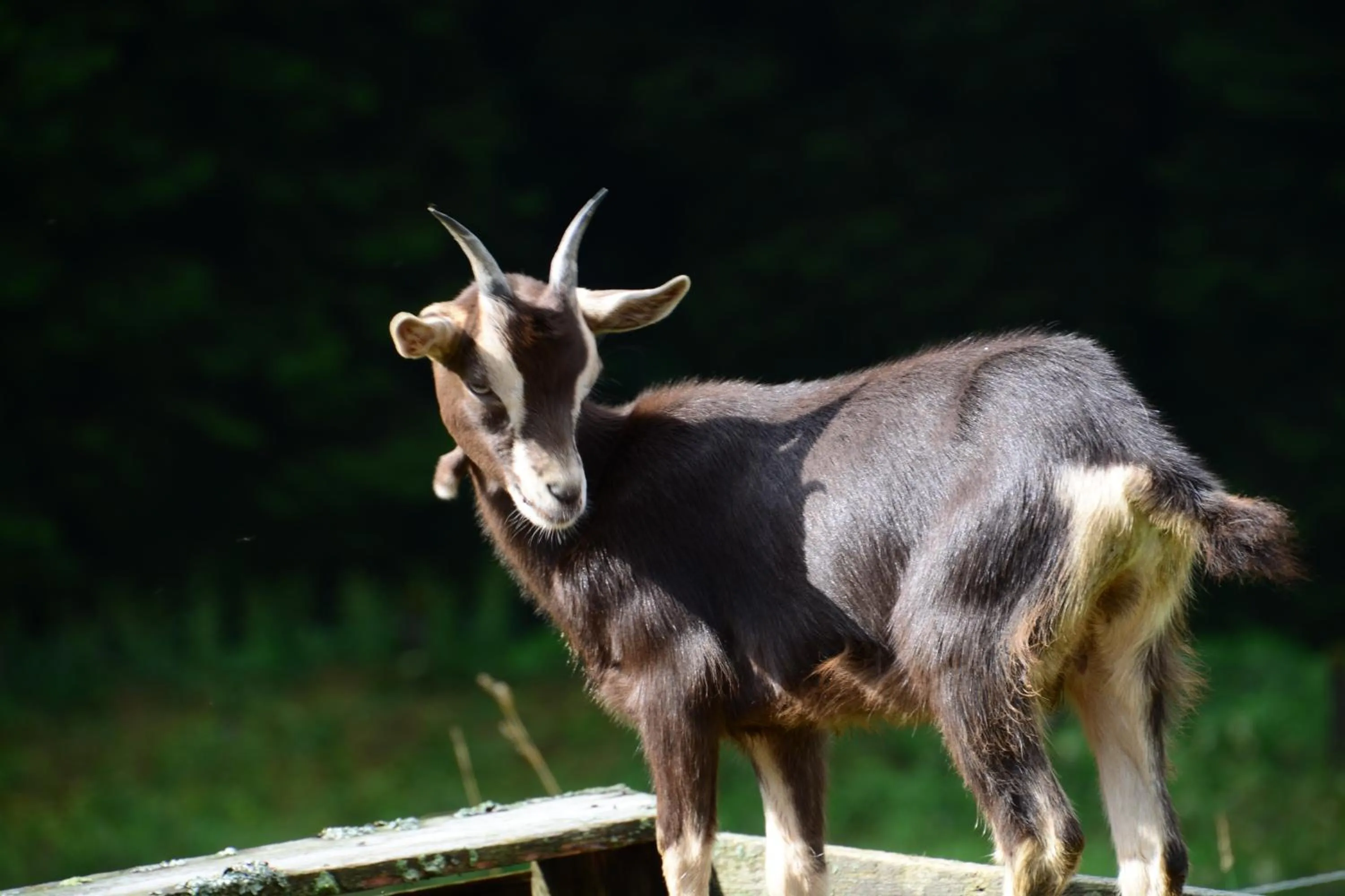 Appartements und Ferienhaus Gasthof Kanzlersgrund