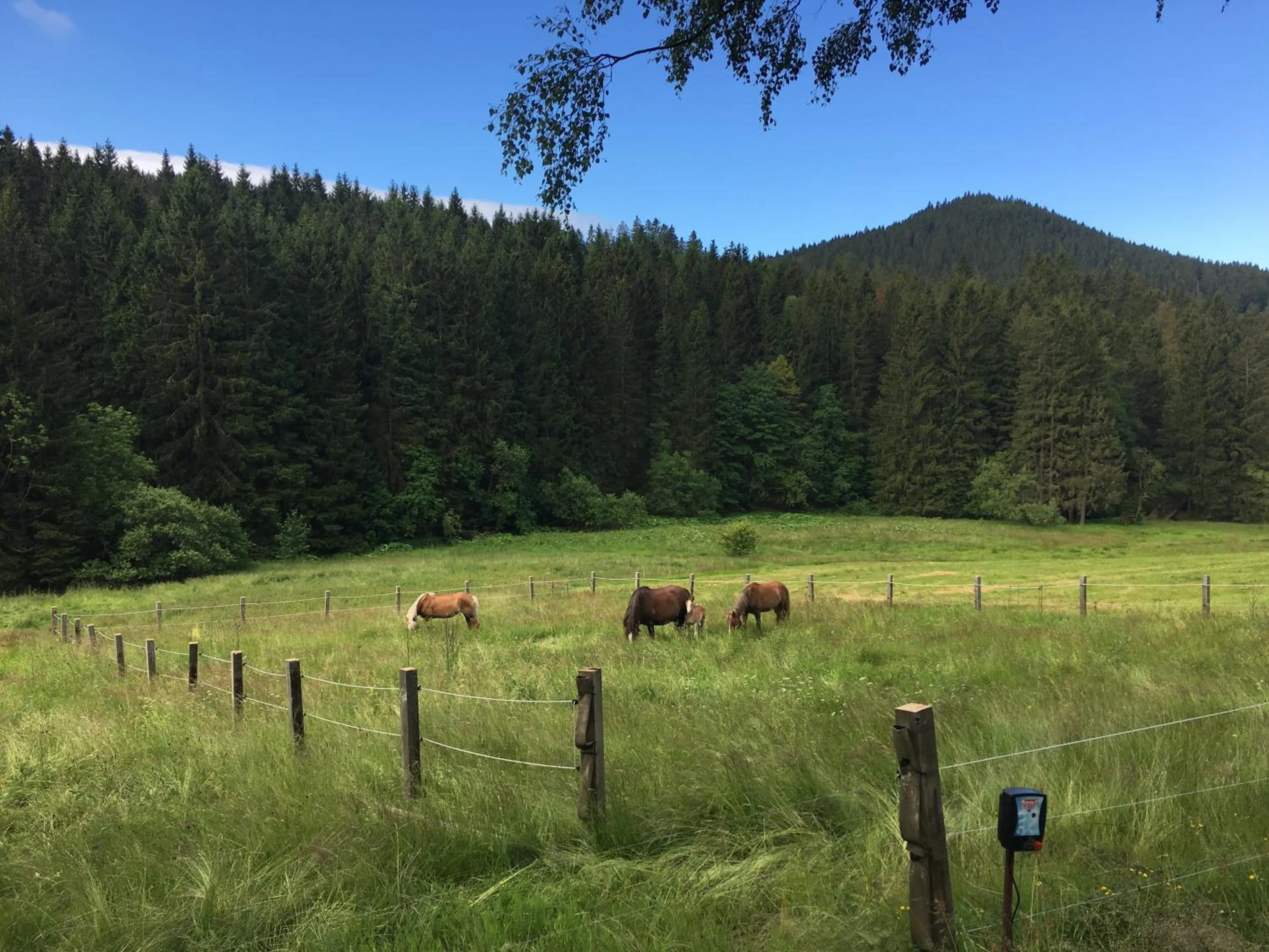 On site in Appartements und Ferienhaus Gasthof Kanzlersgrund