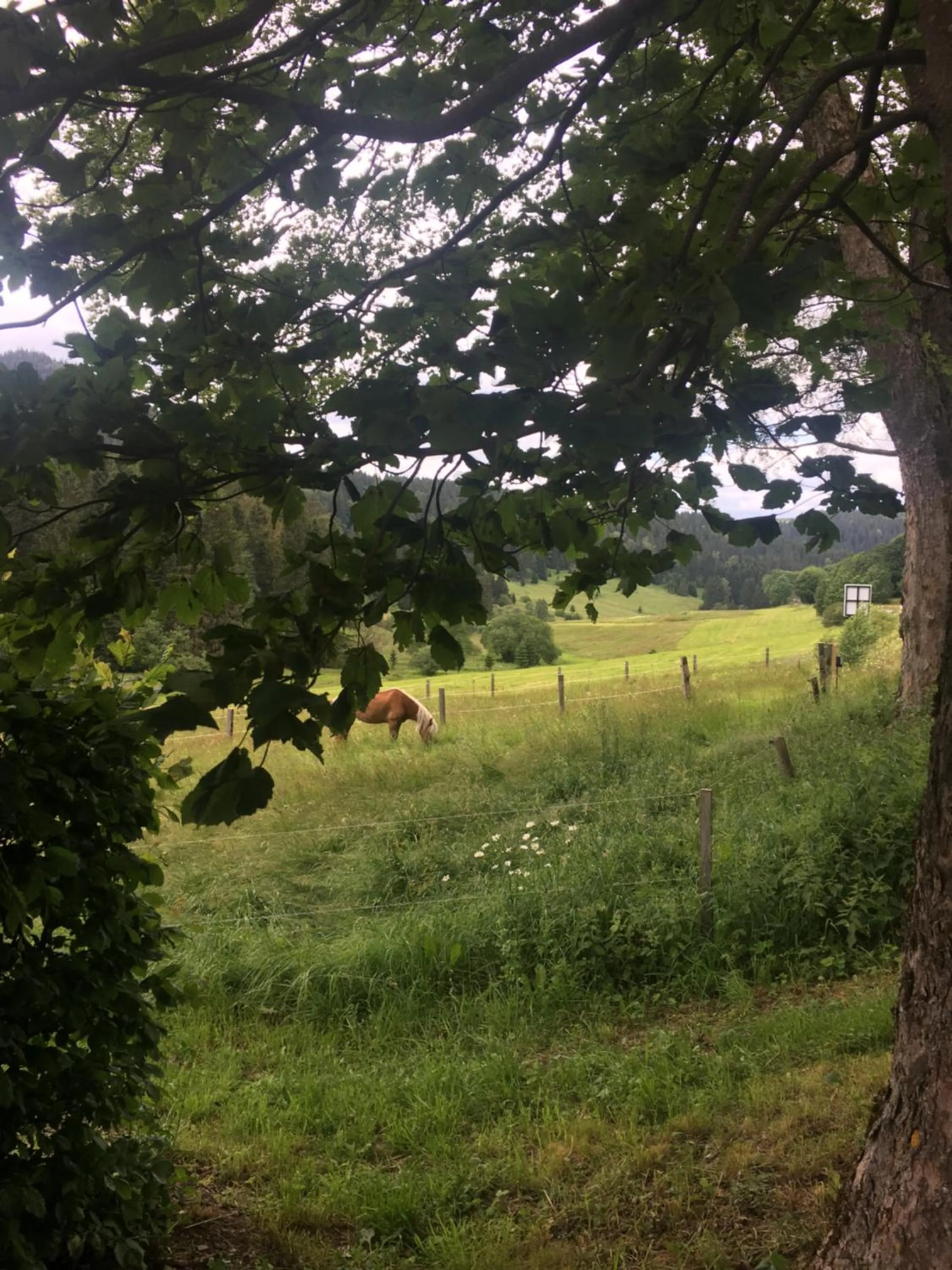 On site in Appartements und Ferienhaus Gasthof Kanzlersgrund