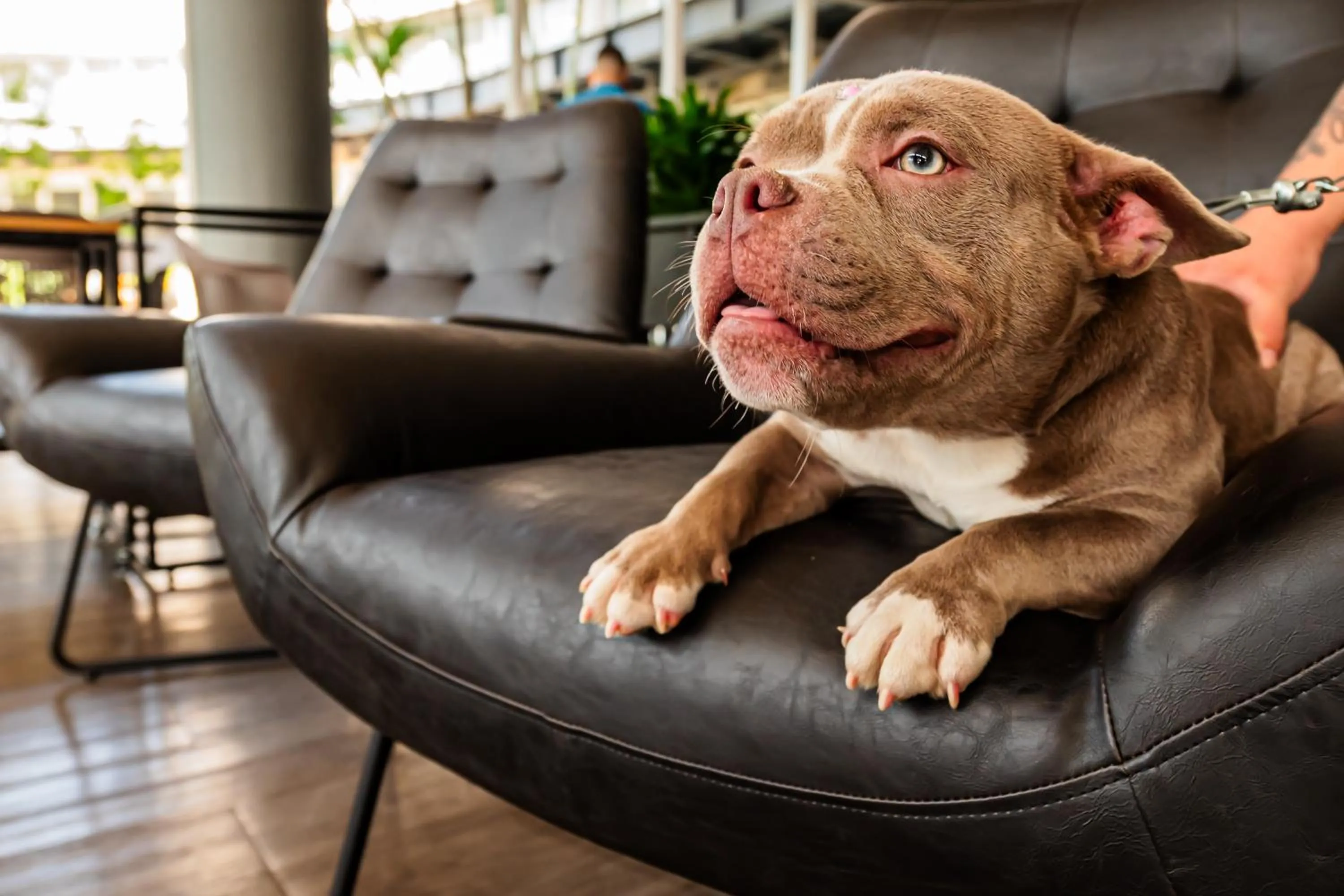 Pets in ibis Santo Andre