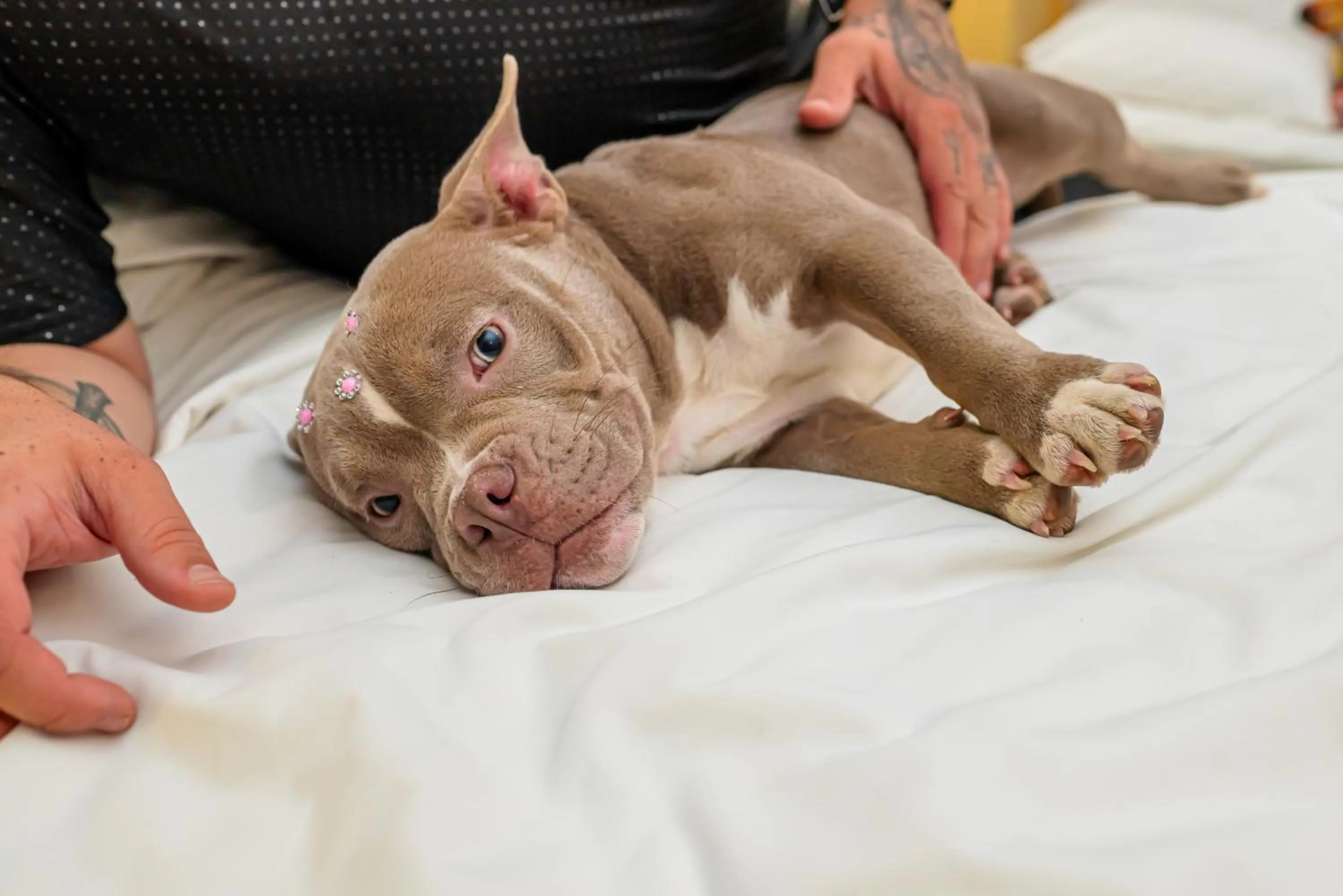 Pets in ibis Santo Andre