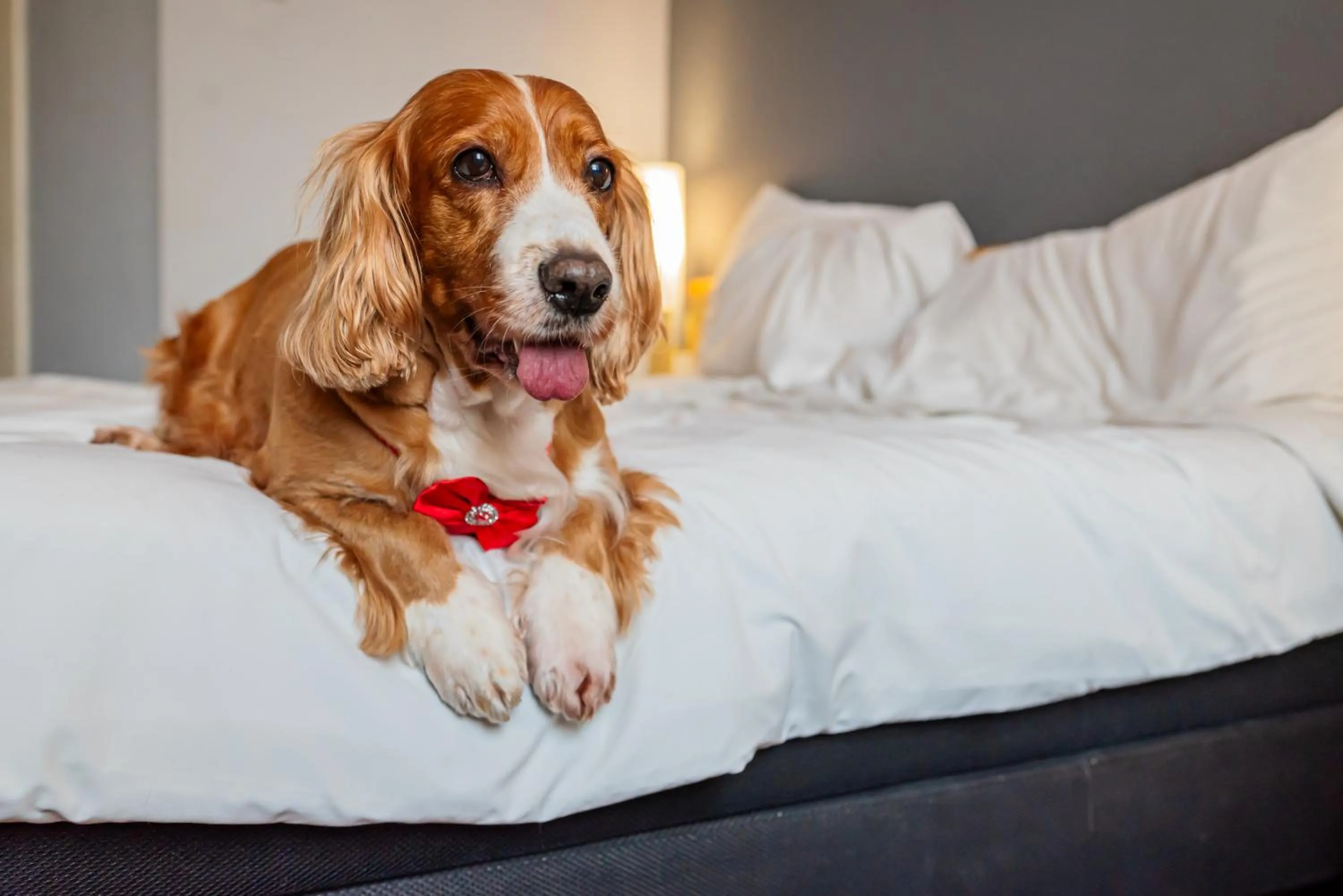 Bed in ibis Santo Andre