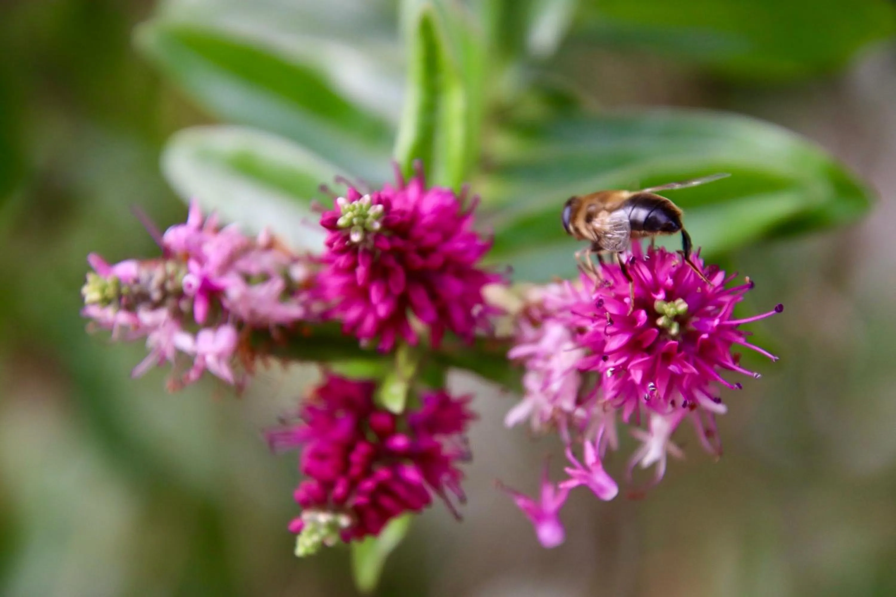 Garden in The Dongola Guesthouse