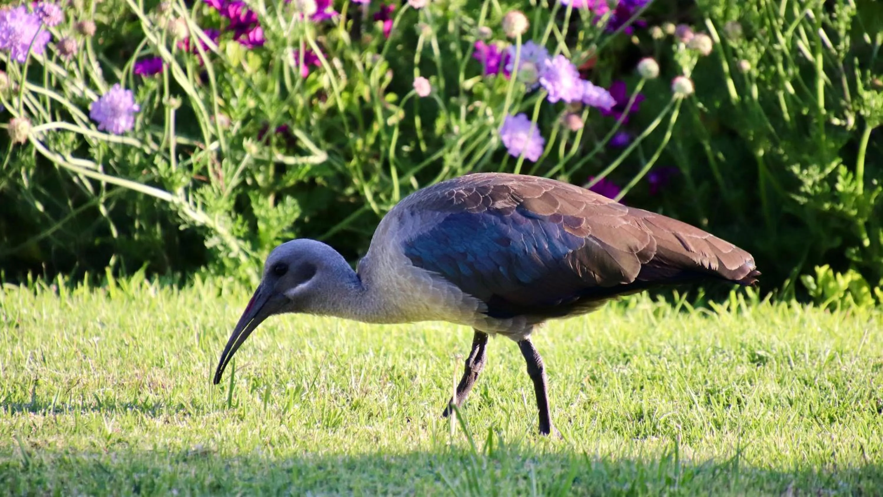 Animals in The Dongola Guesthouse