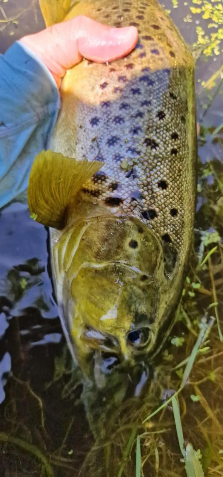 Casa rural Can Jepet