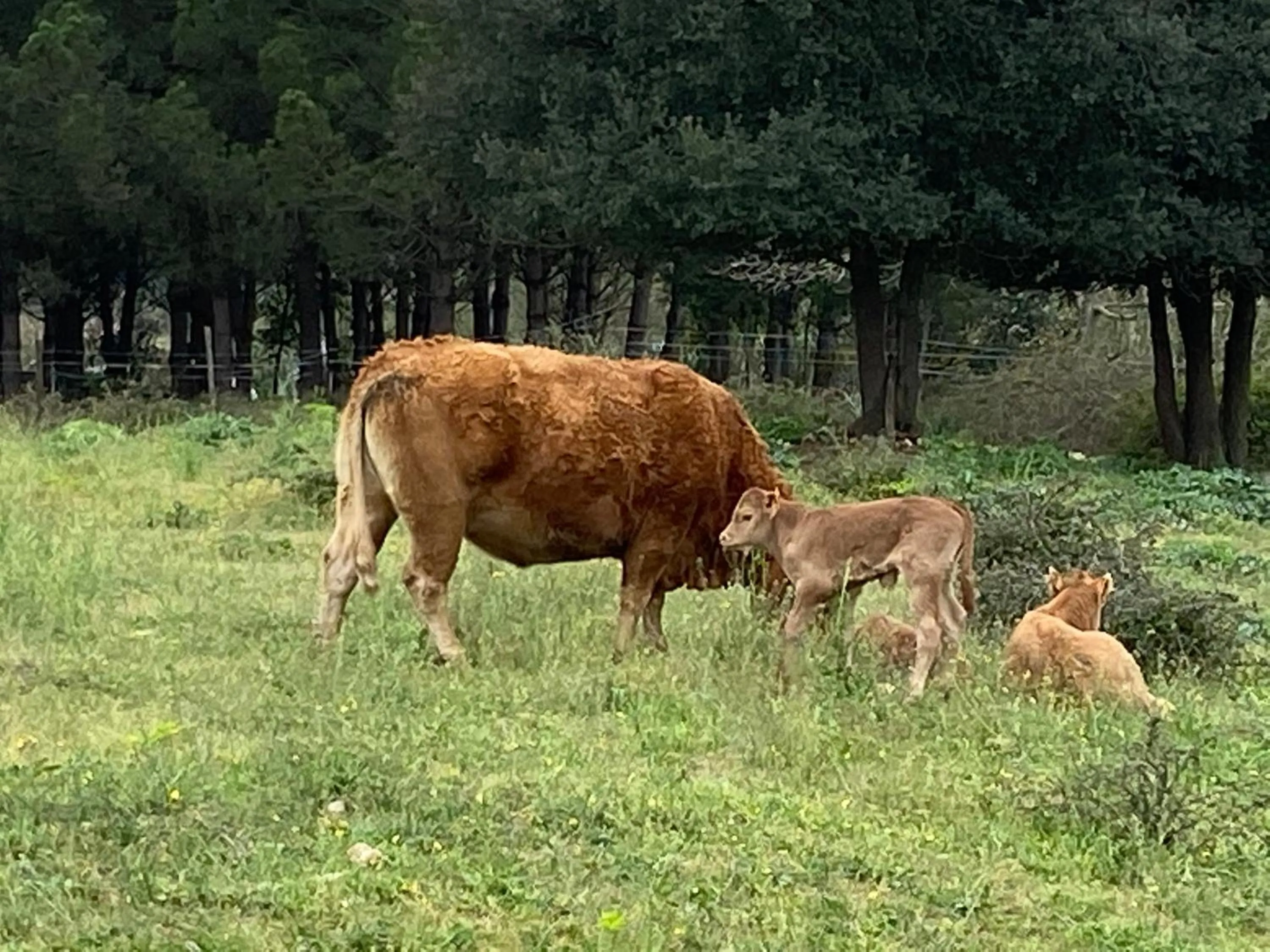 Casa rural Can Jepet