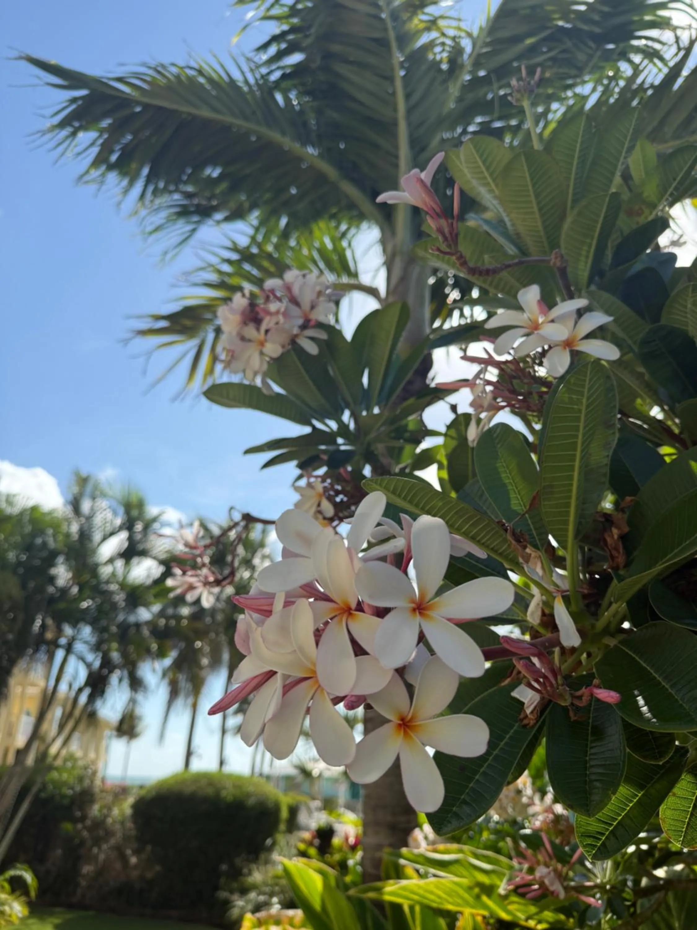 Inner courtyard view in The Grand Caymanian Resort