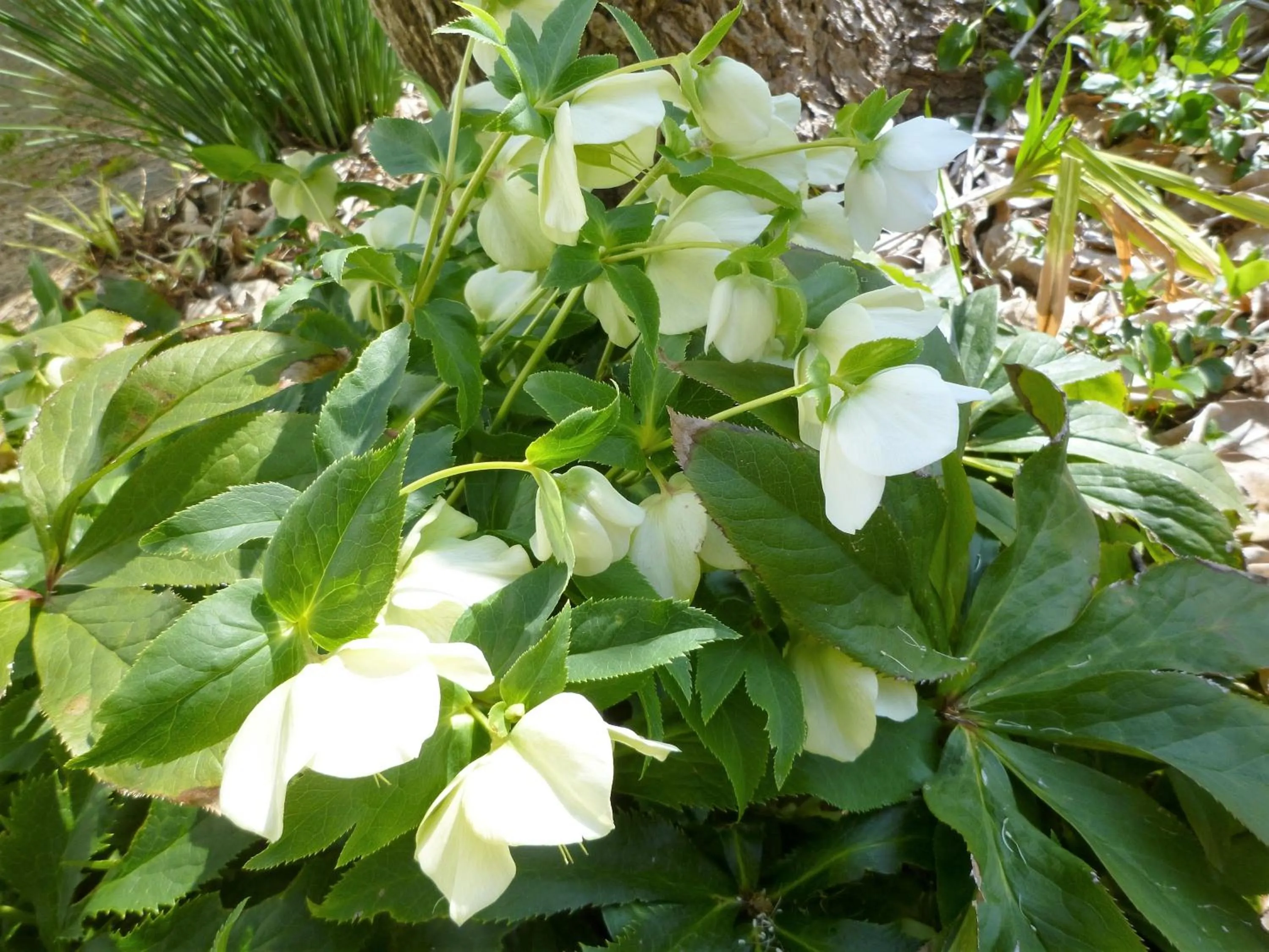 Garden in Pension Flora