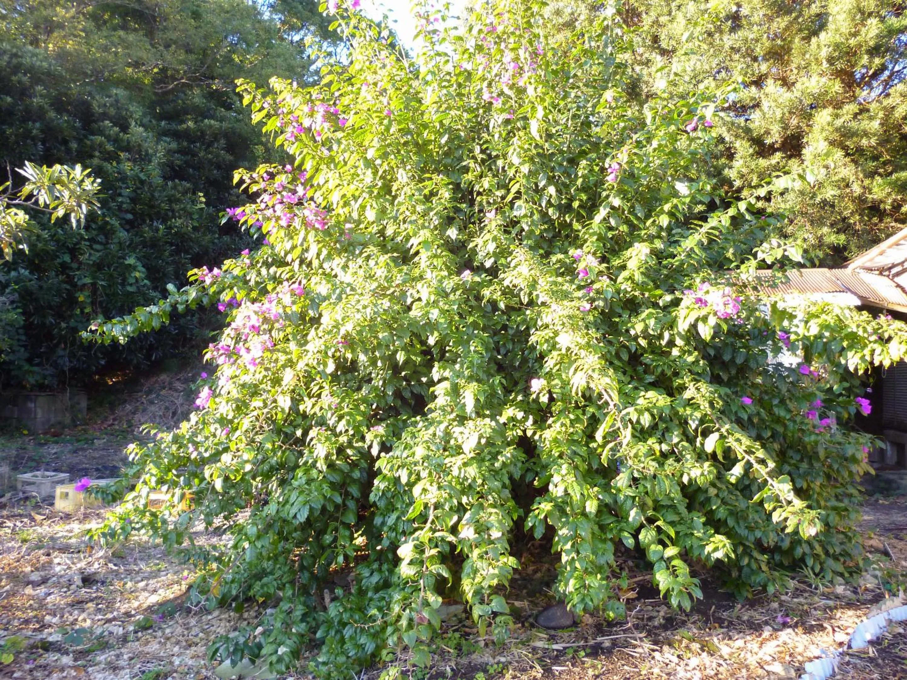 Garden in Pension Flora