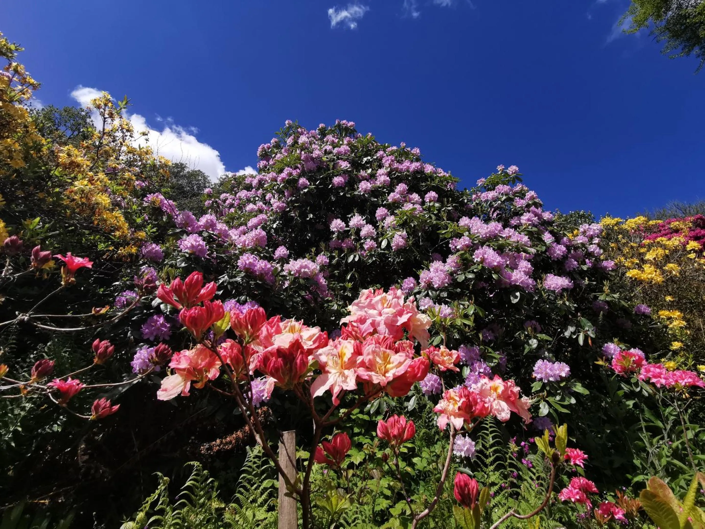 Garden in Bickleigh Castle