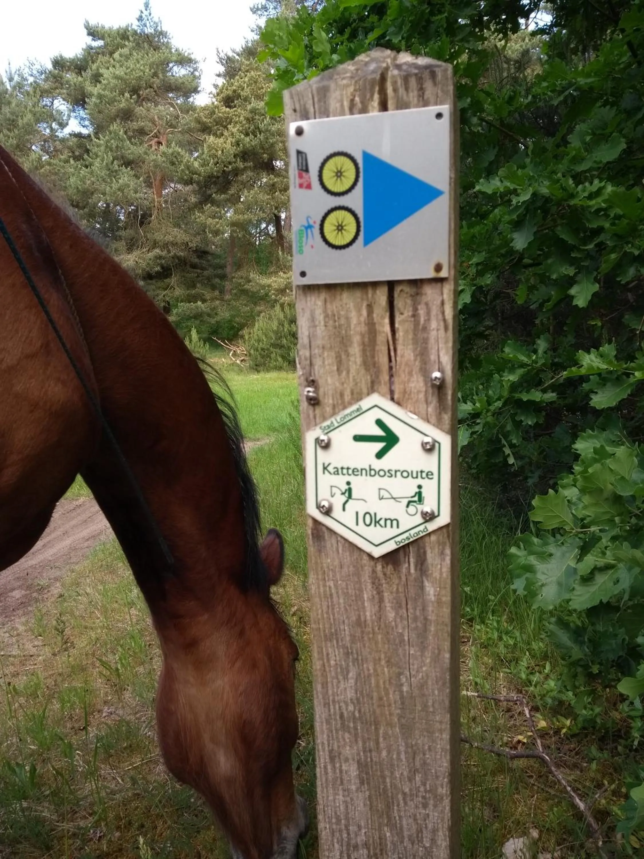 Horse-riding in B&B Dream On Wheels