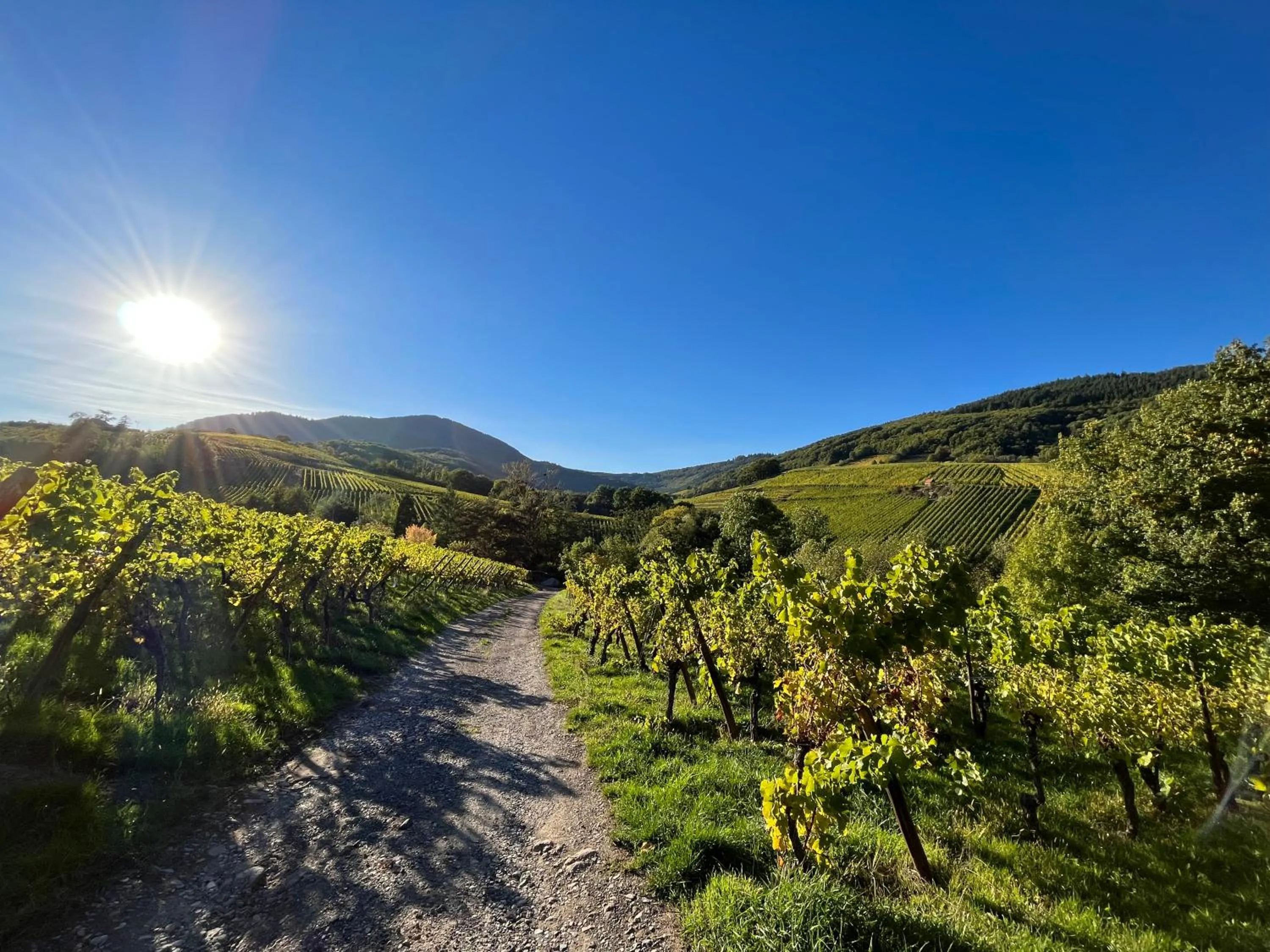 Natural landscape in Chambre du Vigneron - Domaine Léon BLEESZ