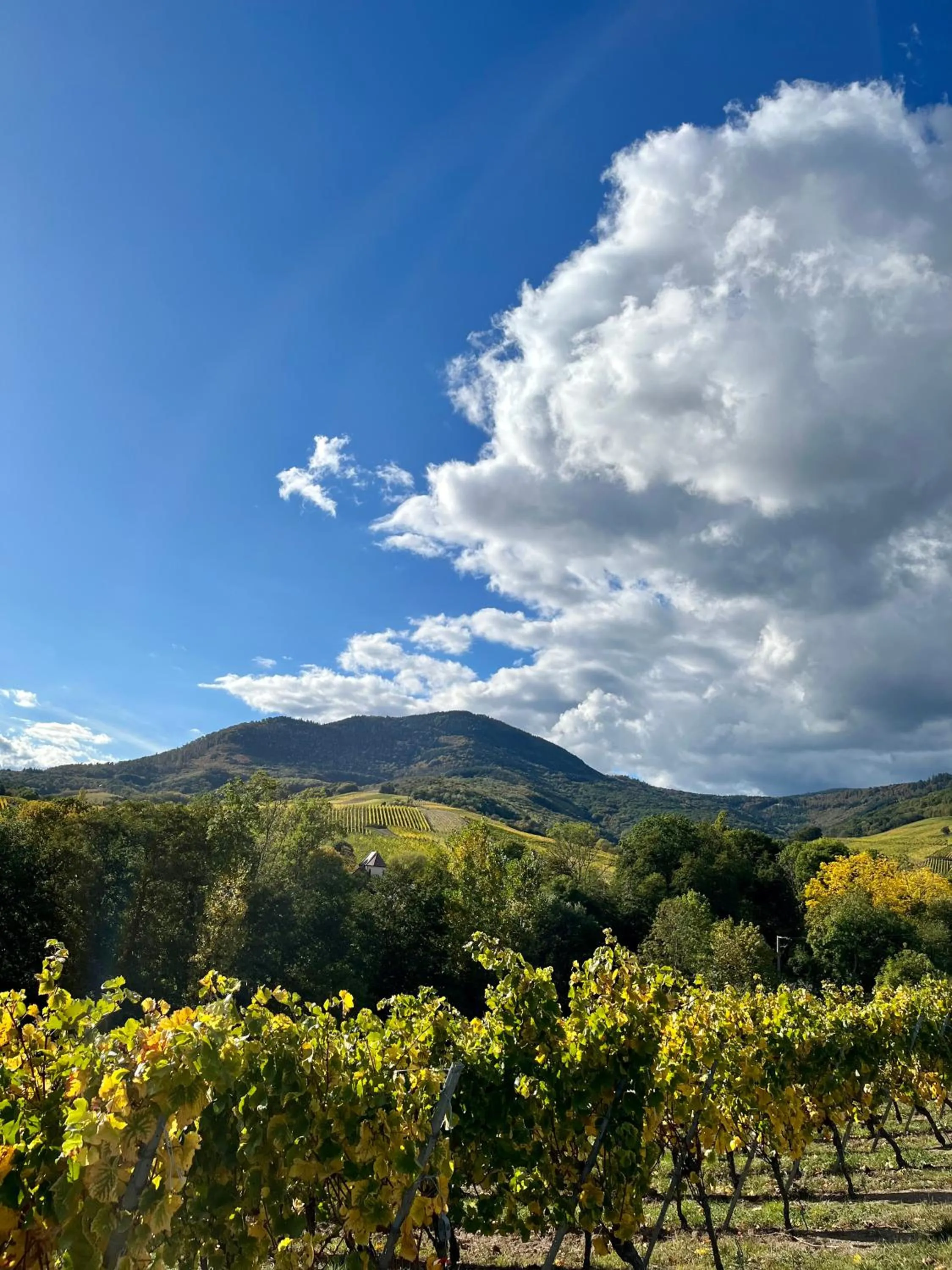 Autumn in Chambre du Vigneron - Domaine Léon BLEESZ