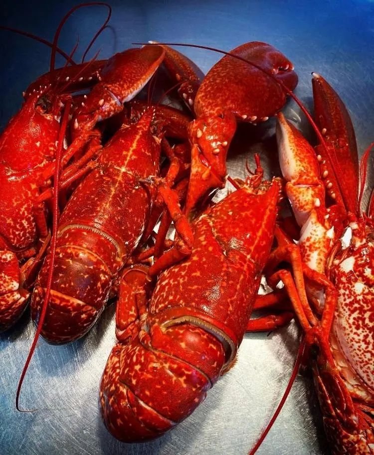 Food in Cadgwith Cove Inn