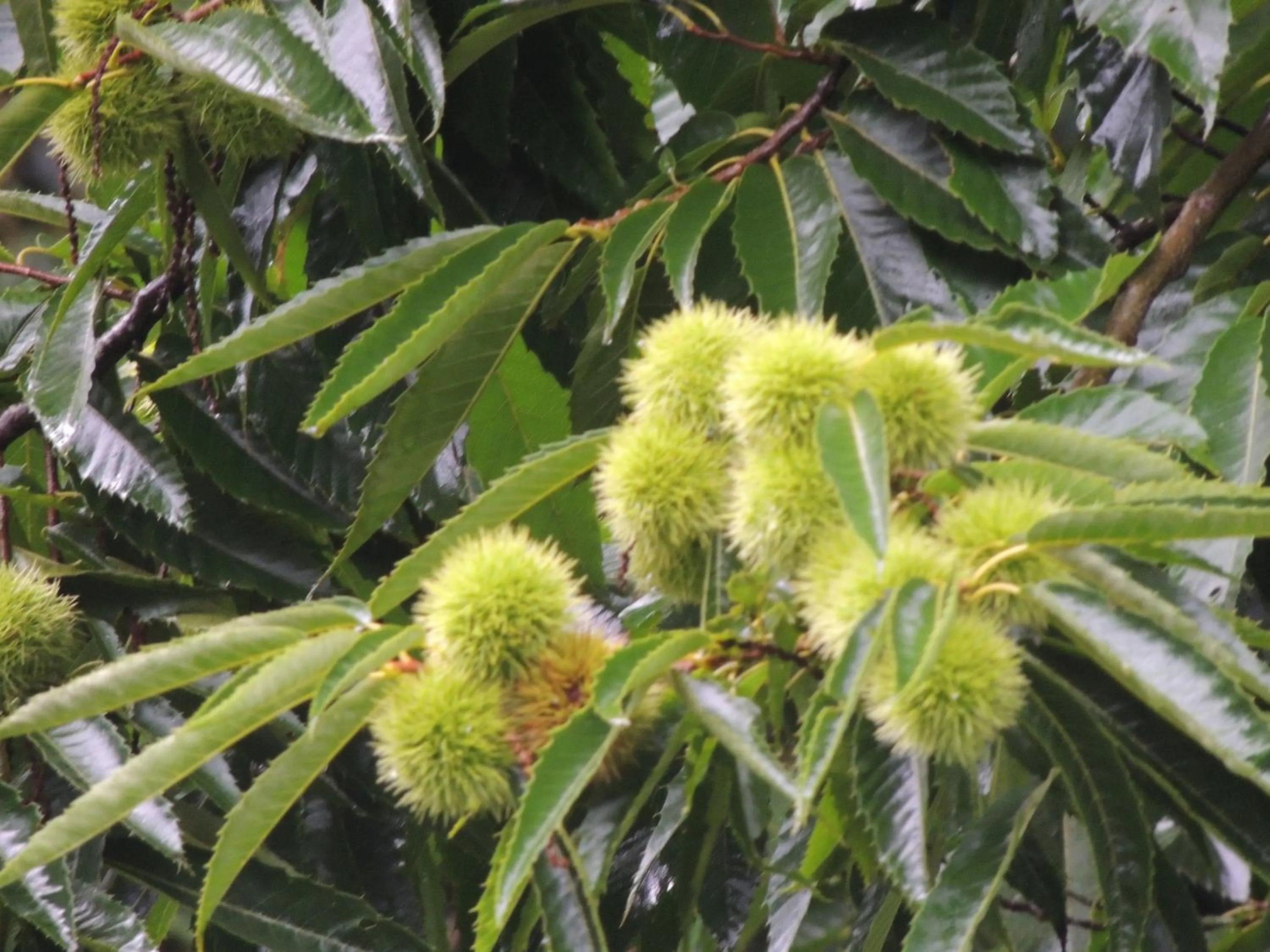 Summer in Tô na Roça