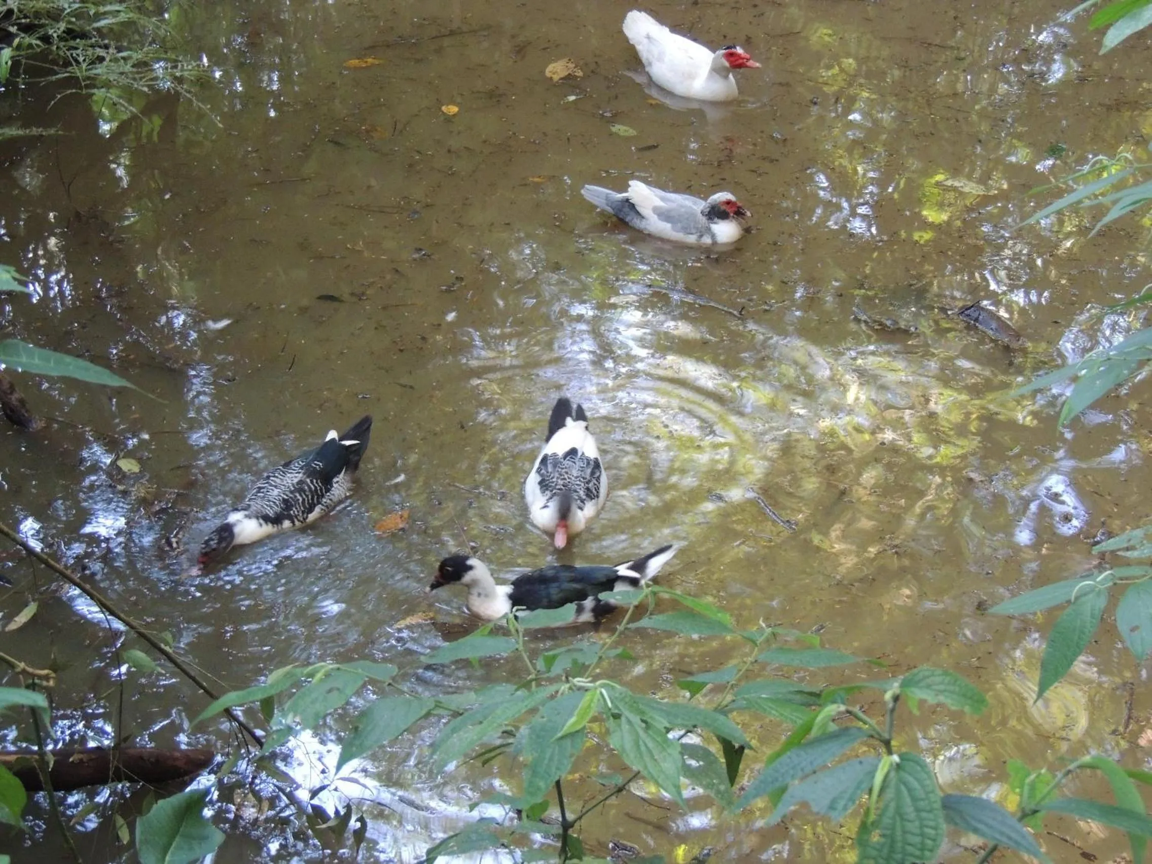 Animals in Tô na Roça