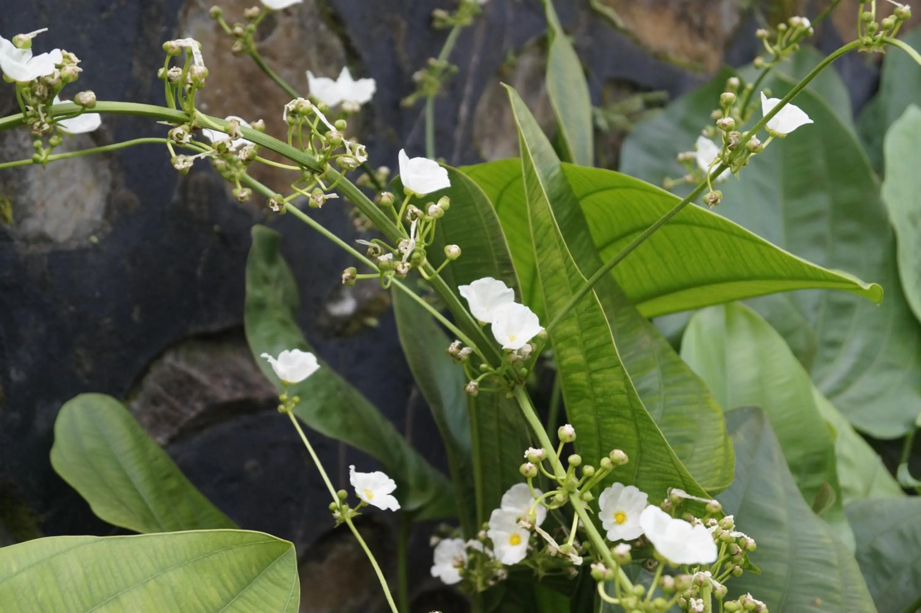 Garden in Sasak Lebung Home